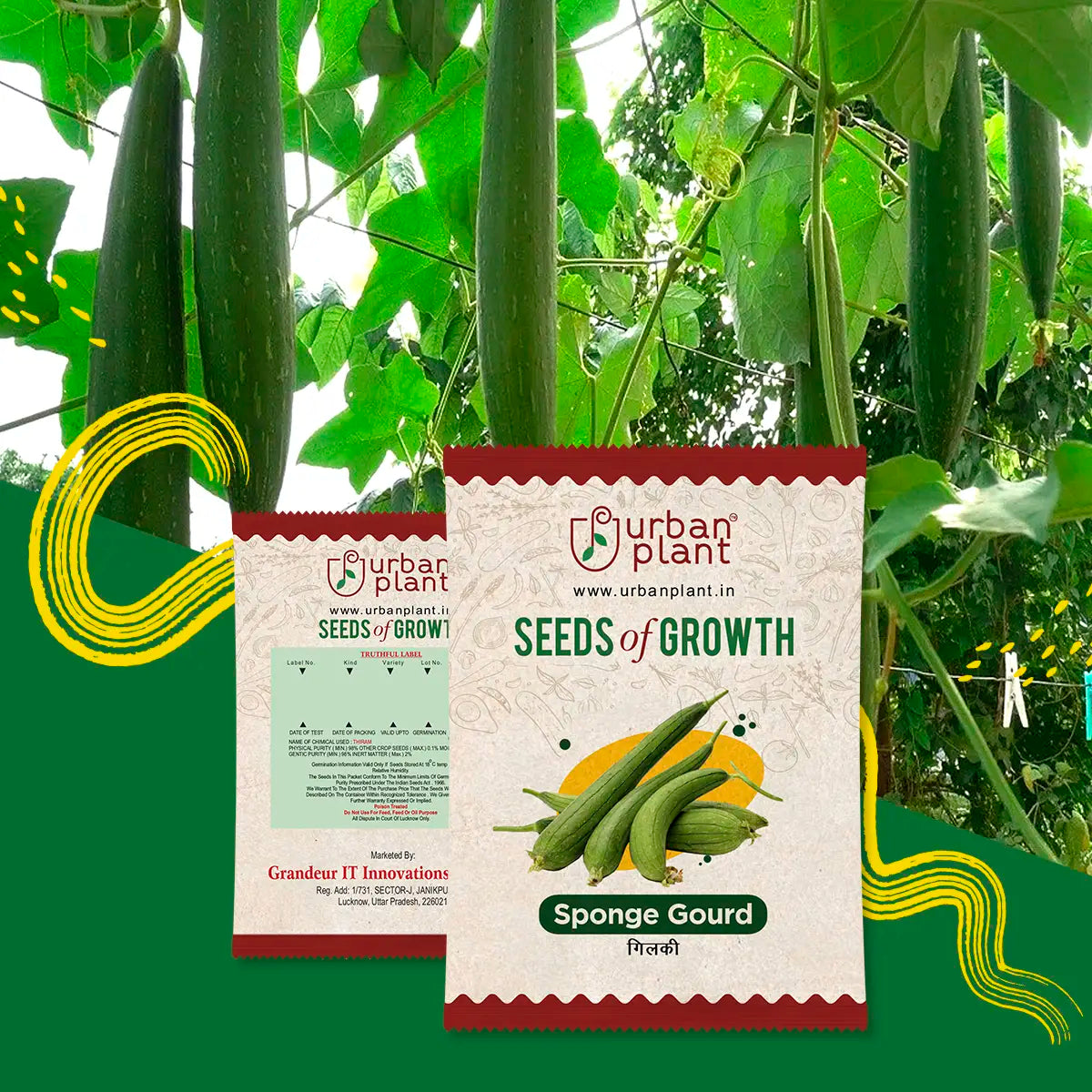 Sponge Gourd Seeds Urban Plant