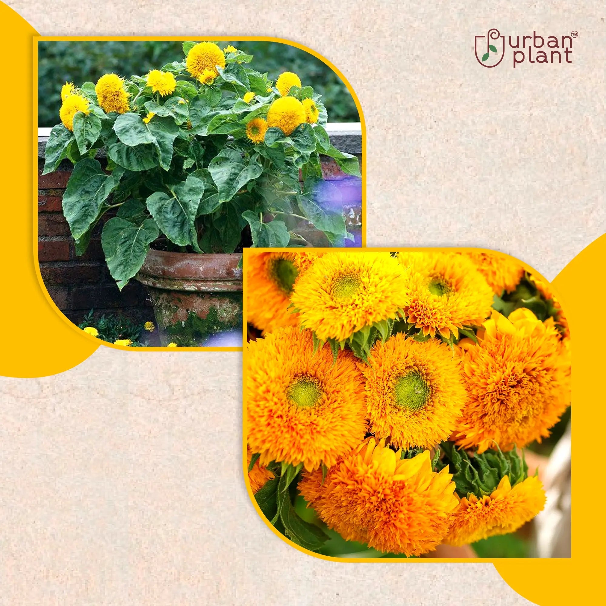 Sunflower Sungold Flower Seeds Flower Seed Urban Plant