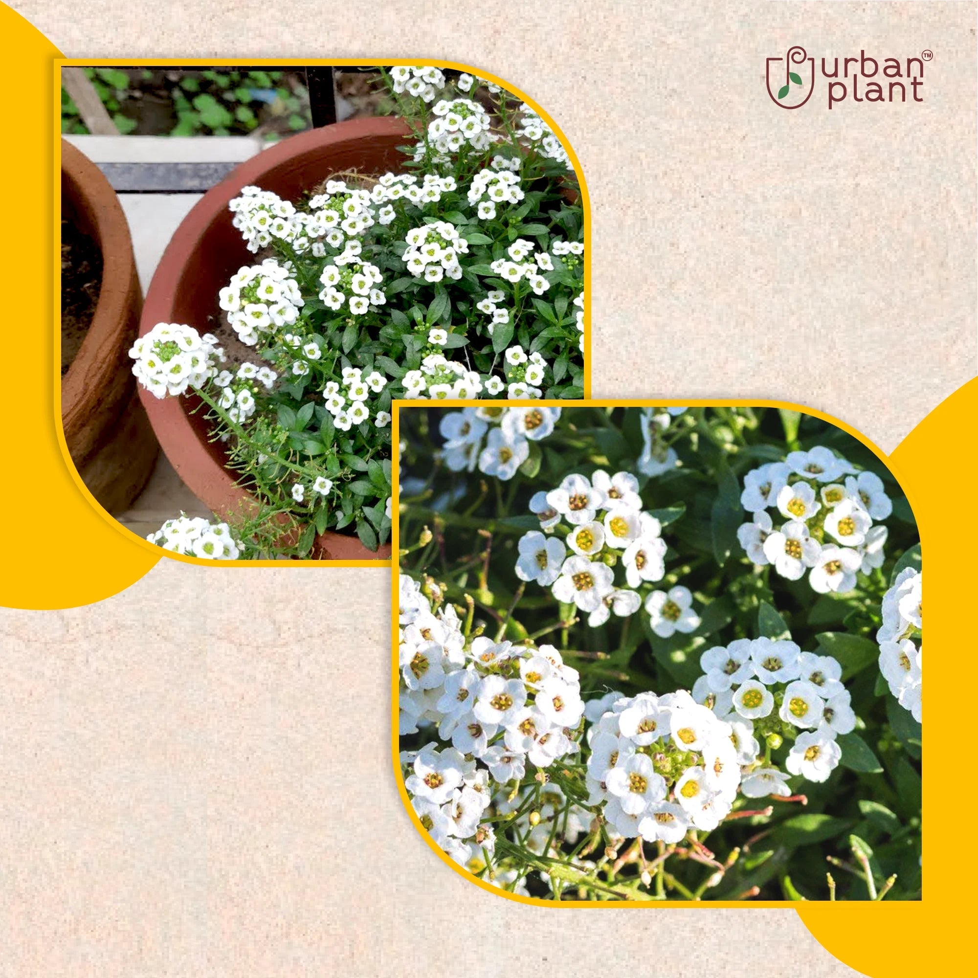 Sweet Allysum Flower Seeds Flower Seed Urban Plant