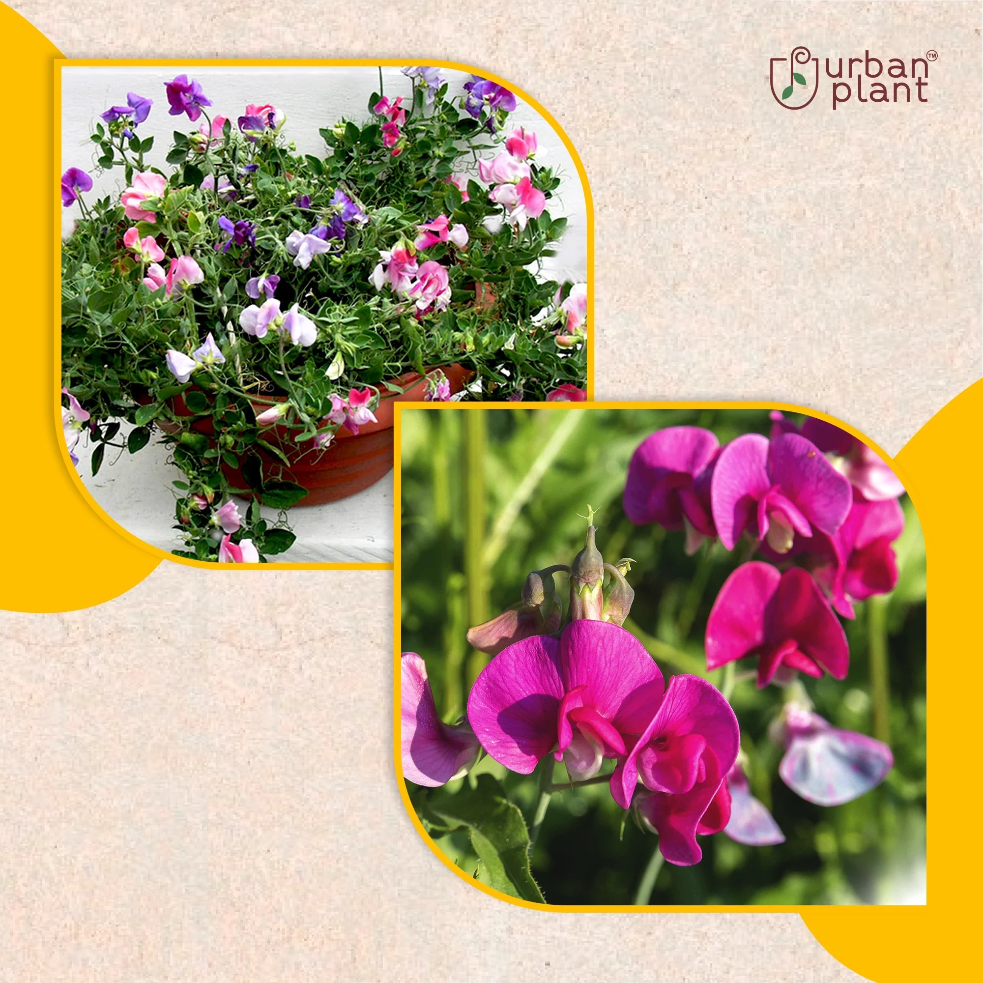 Sweet Pea Flower Seeds Flower Seed Urban Plant