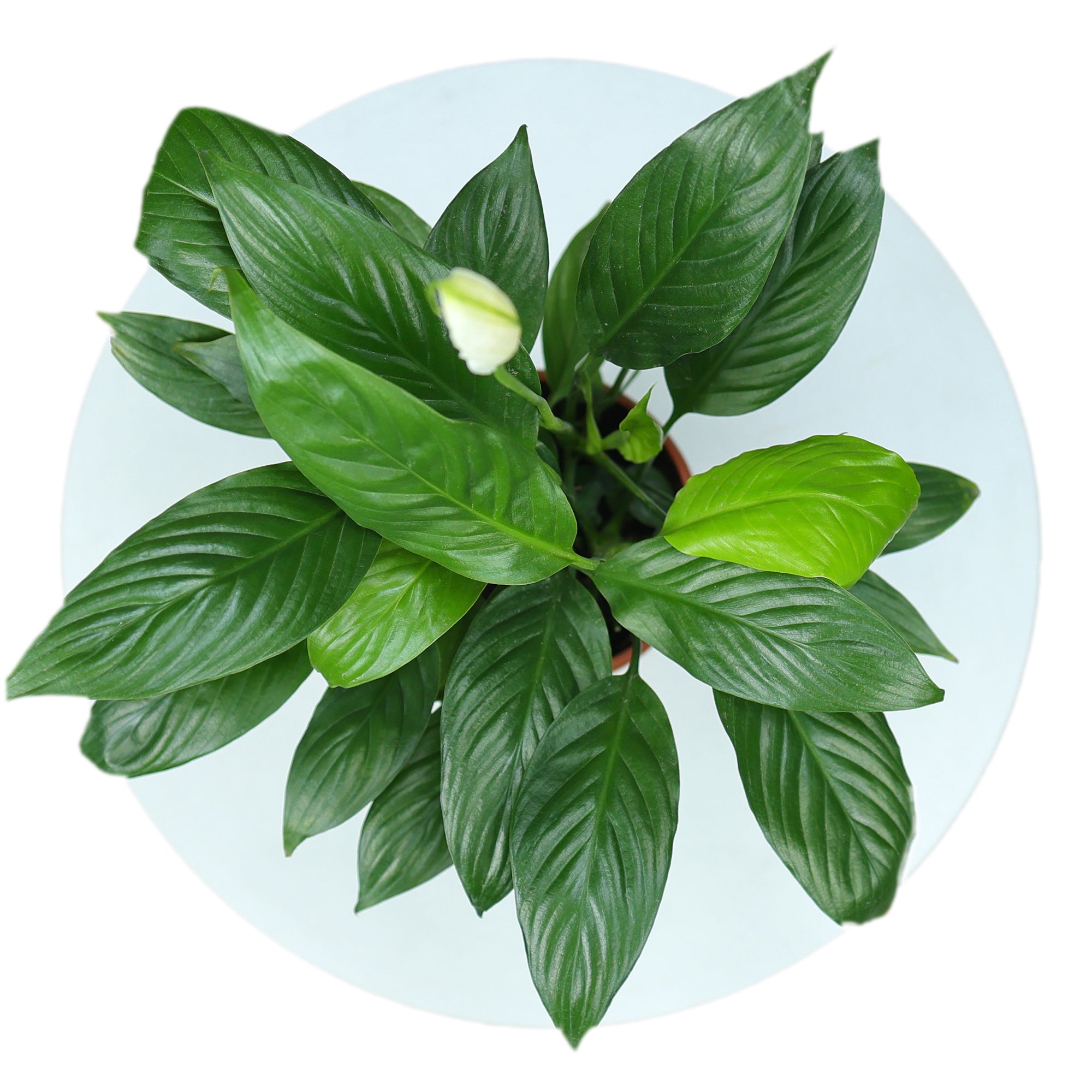 Peace Lily Plant in Grower Pot leaves and top view