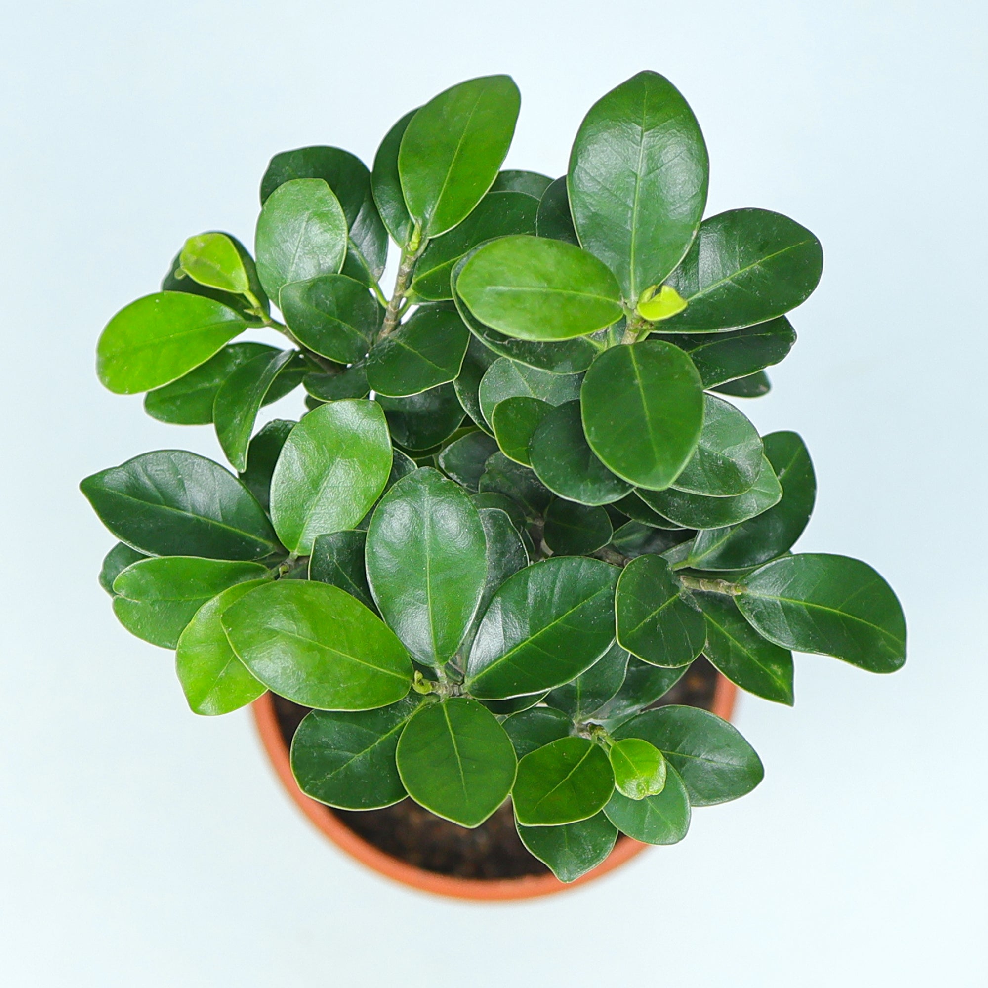 Ficus Bonsai Plant in Grower Pot Urban Plant leaves