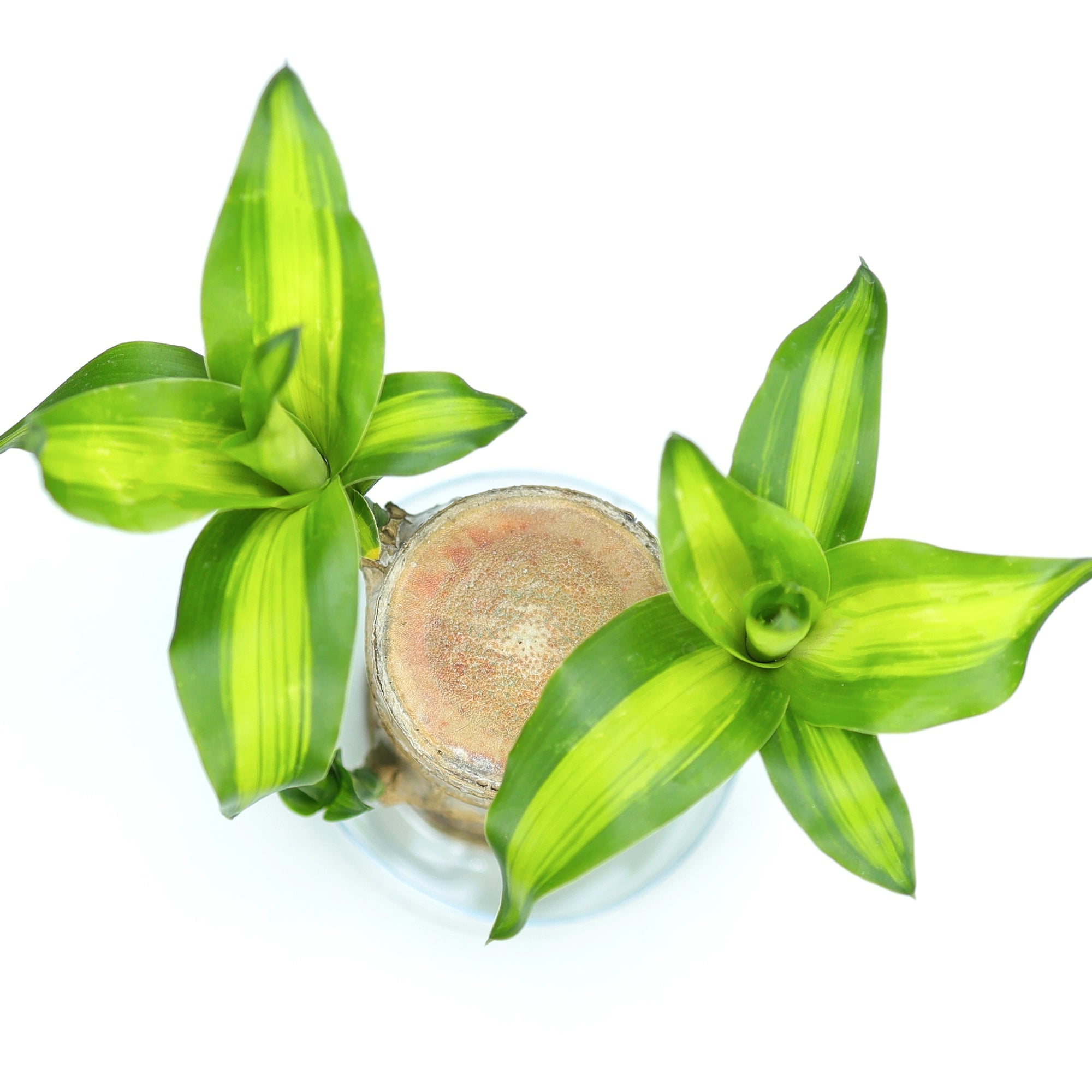 Brazilian Wood Plant Plant Urban Plant