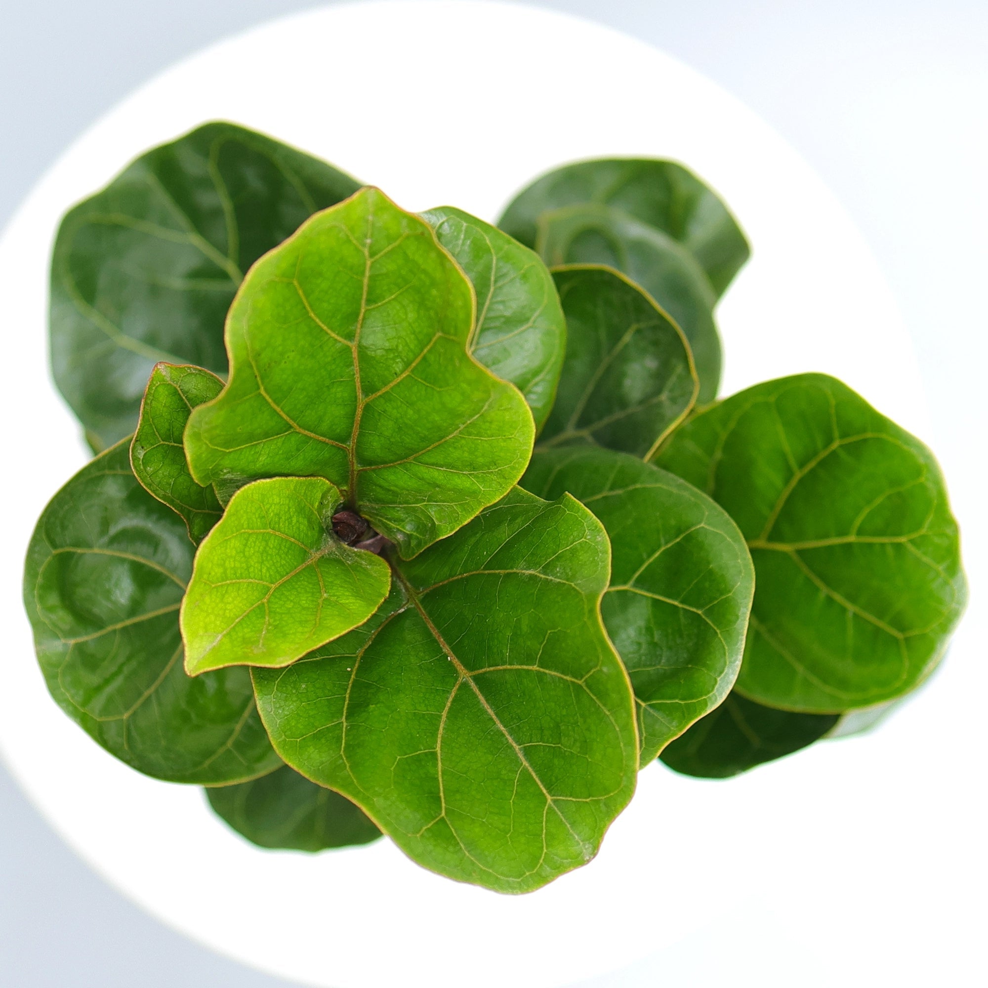 Fiddle Leaf Fig Plant (Ficus Lyrata) Plant Urban Plant