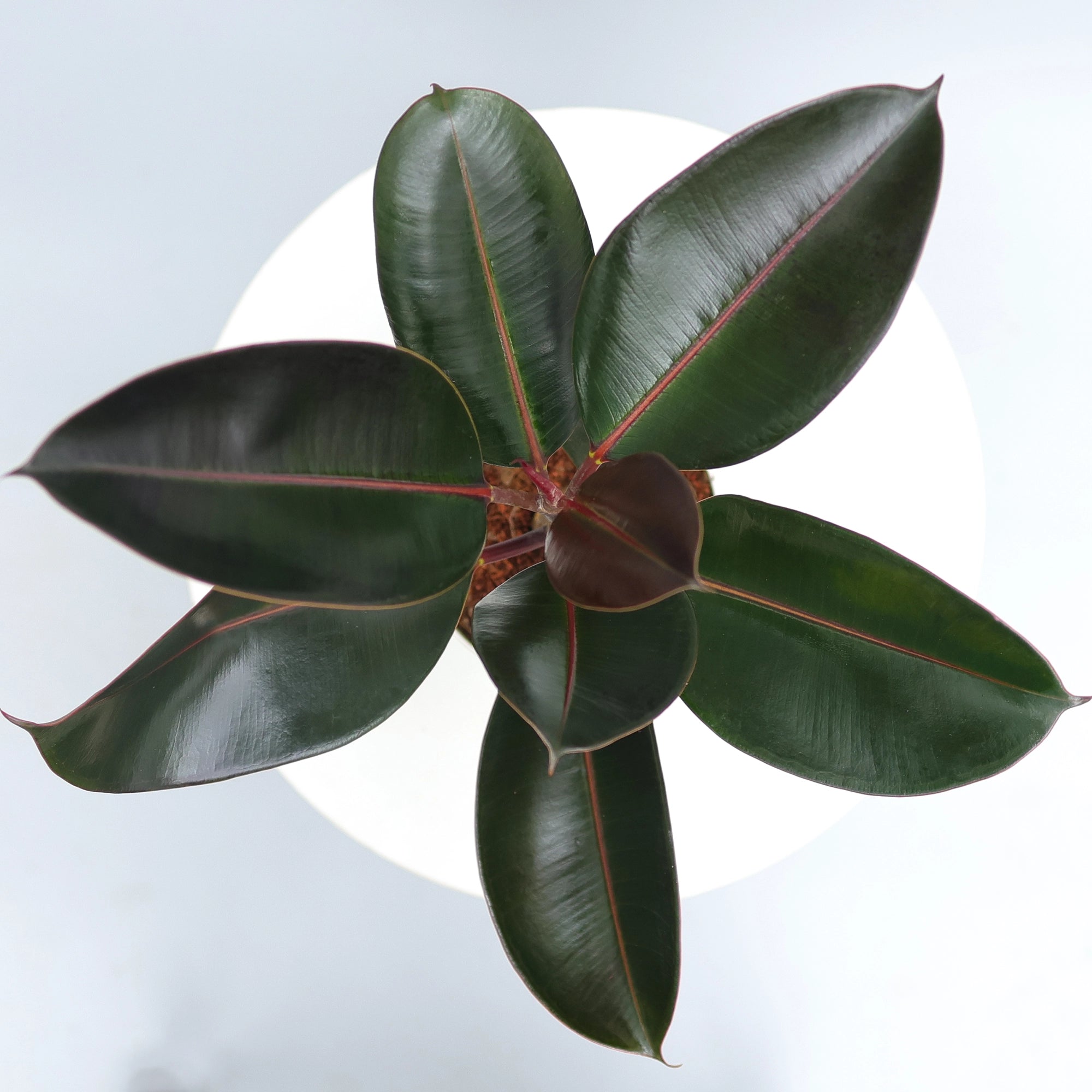 Rubber Plant Plant Urban Plant