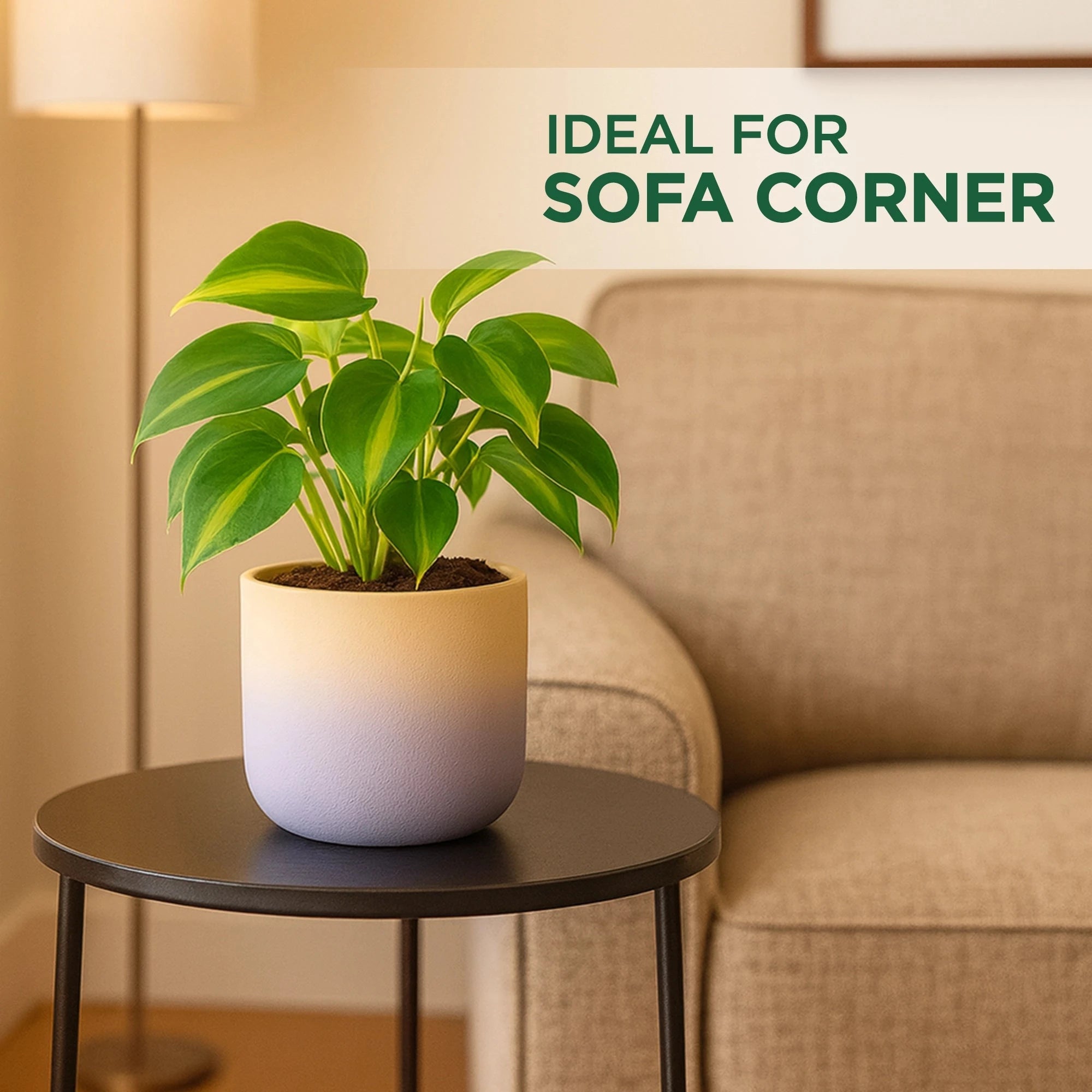 Gala Gradient Terracotta Pot Urban Plant