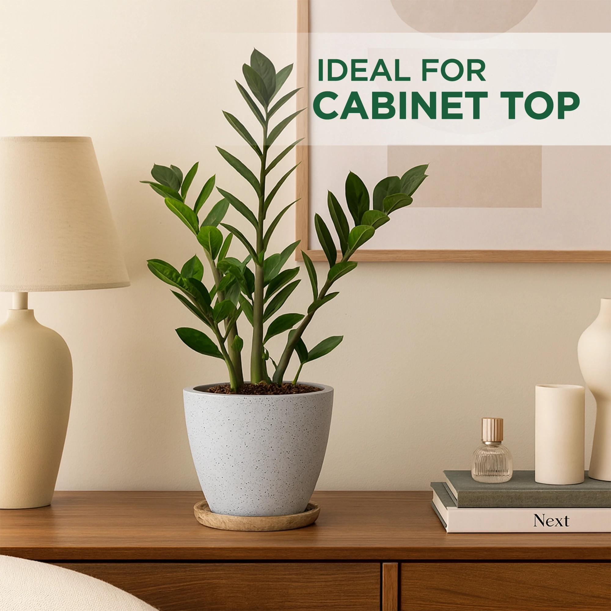 Terrazzo Terracotta Pot With Wooden Saucer Urban Plant