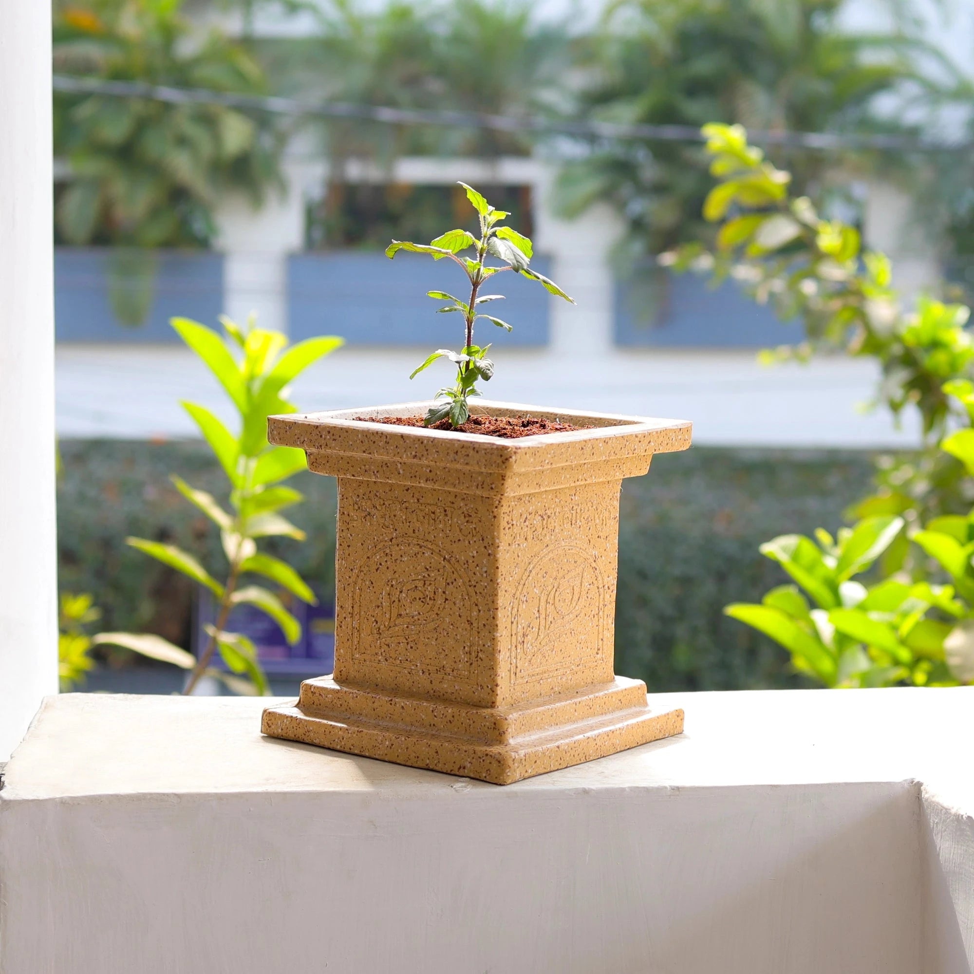 Tulsi Vatika Pot (Cream) Plastic Pot Urban Plant