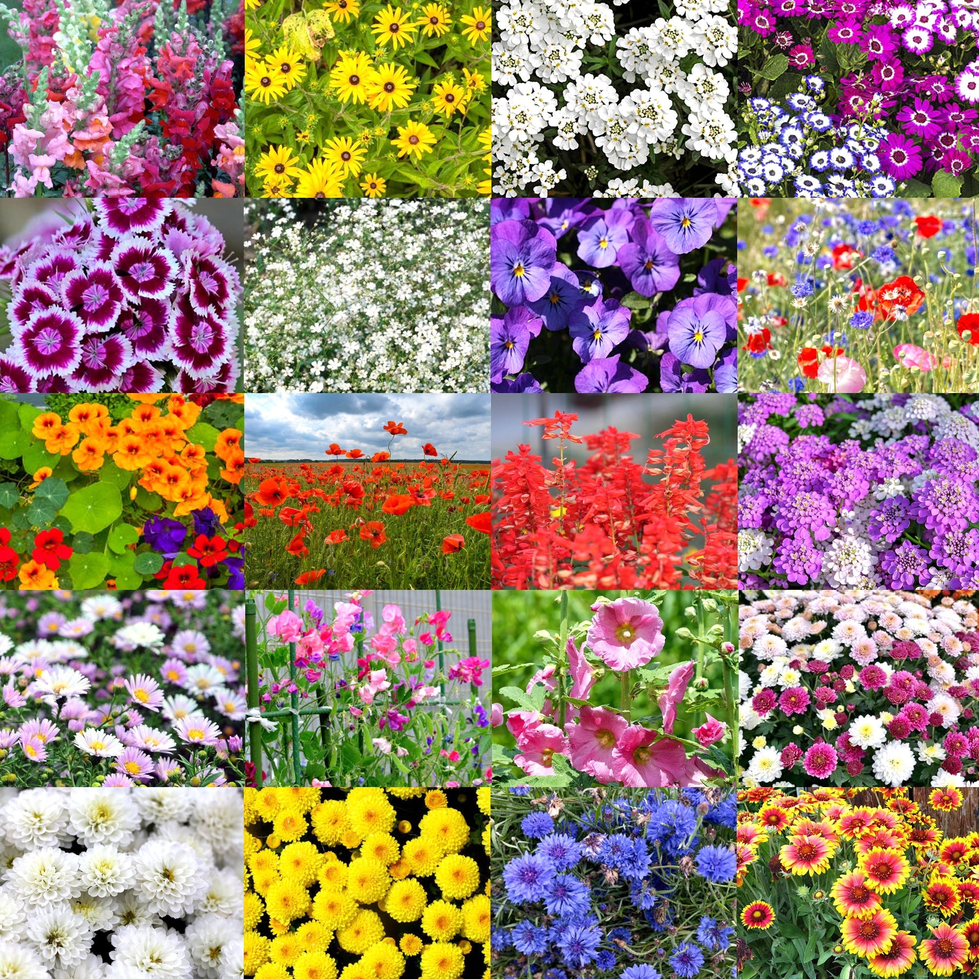 winter flower seeds to plant Winter Flower Seed Bank: 20+ Varieties, 2500+ Seeds