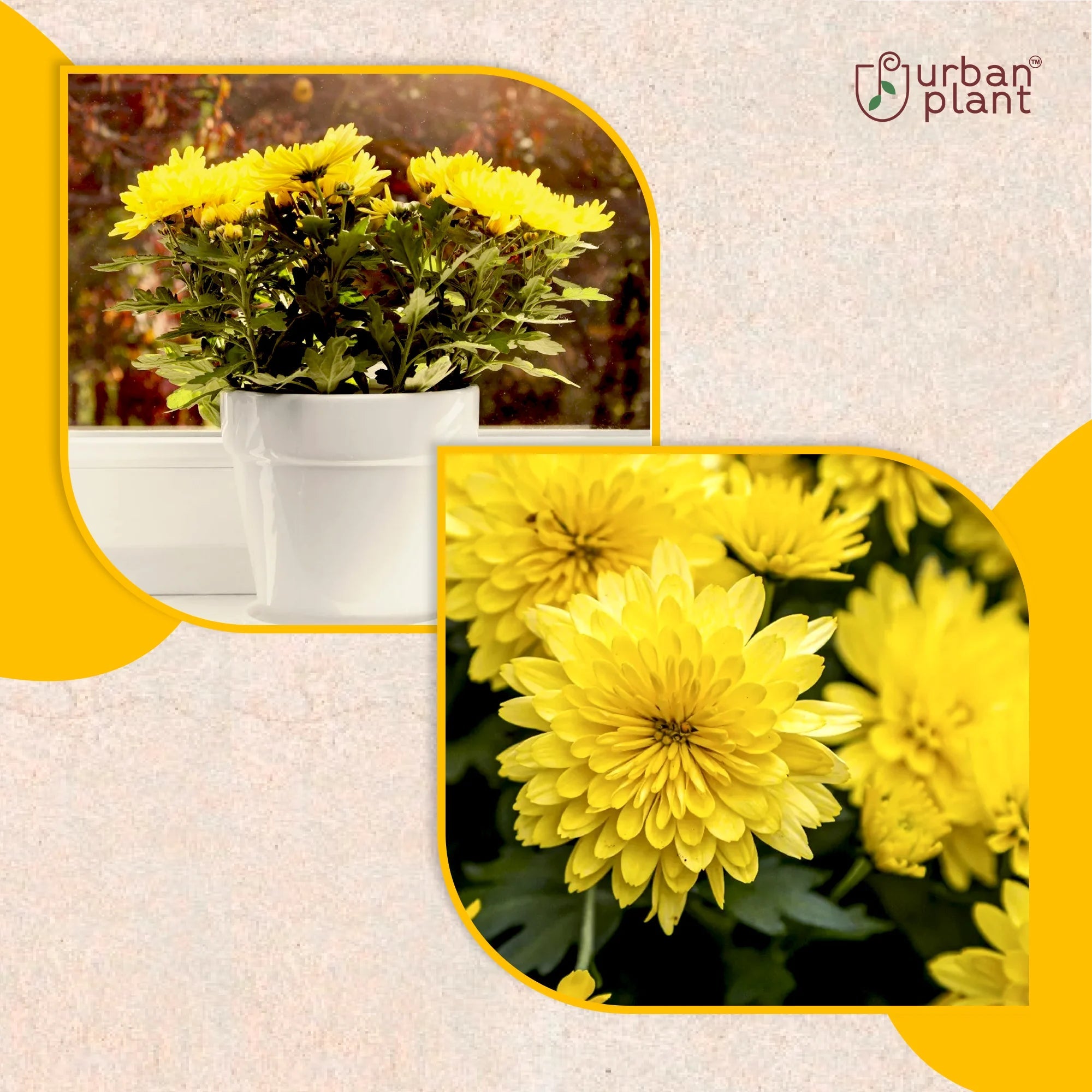 Chrysanthemum Yellow (Guldaudi) Flower Seeds Flower Seed Urban Plant