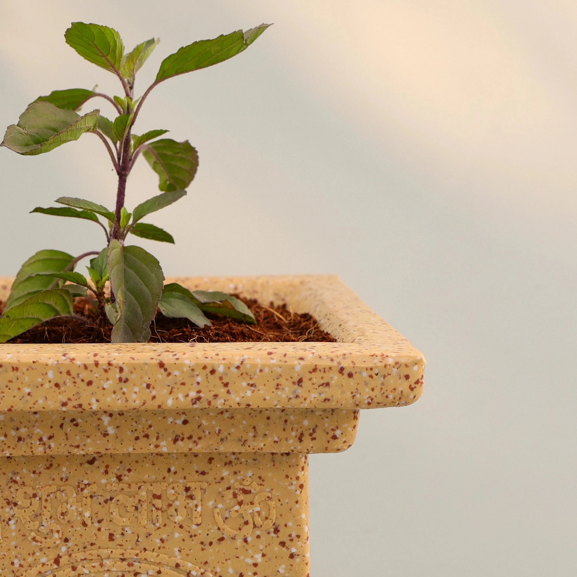Tulsi Vatika Pot (Cream) Plastic Pot Urban Plant