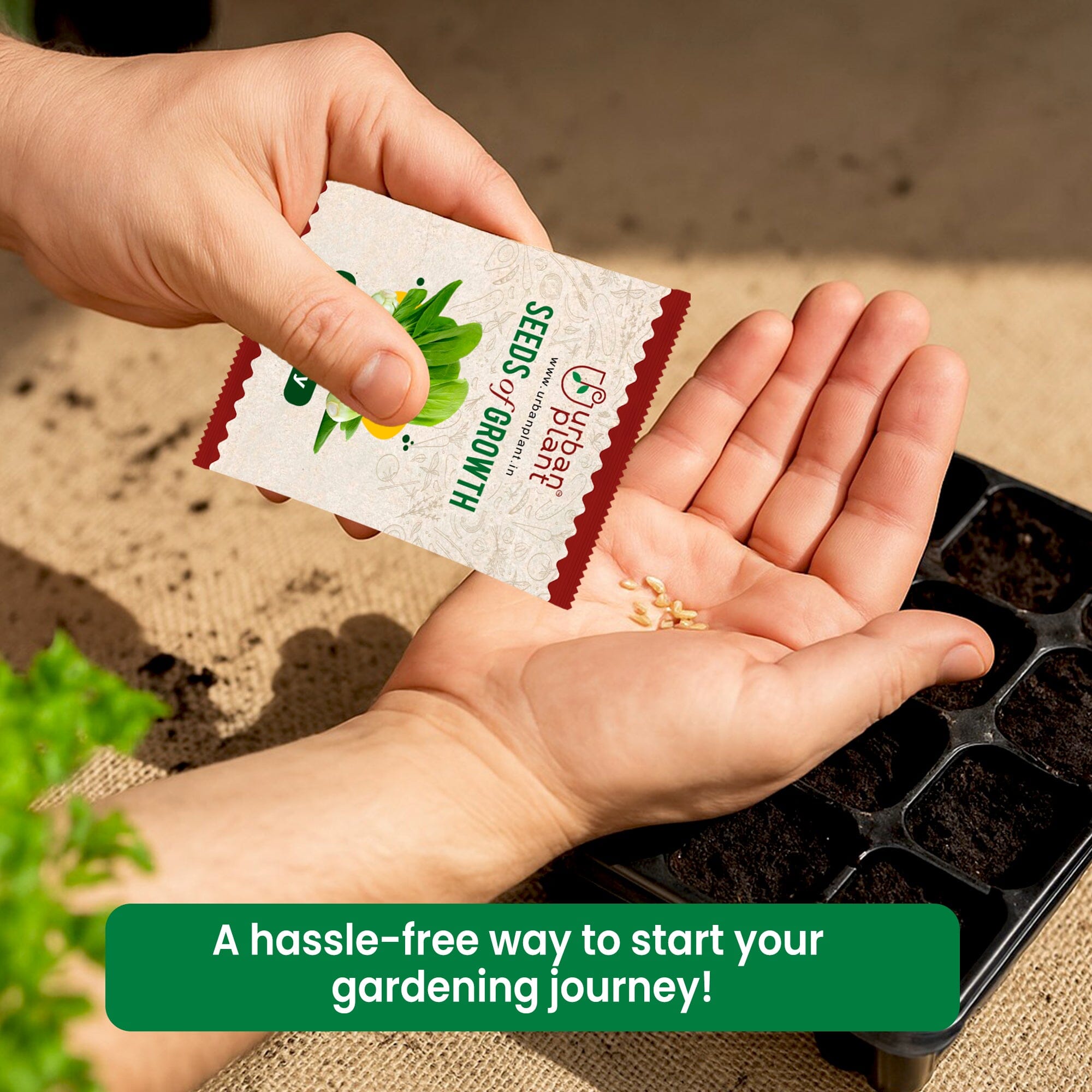 Black Brinjal, Banarasi Brinjal, Okra, Green Chilli Vegetable Seeds - Bundle of 4 Packet Vegetable Seed Urban Plant