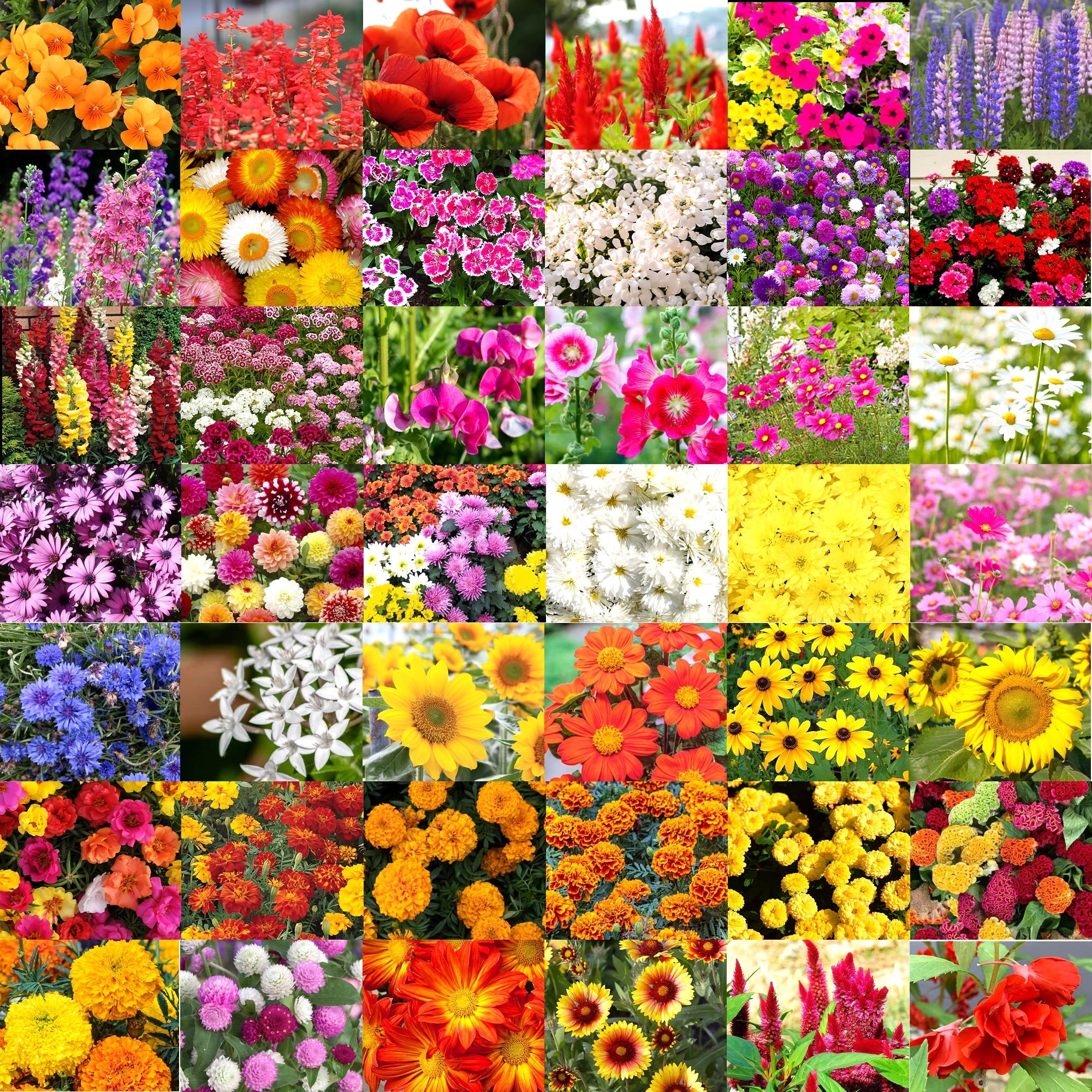 buy flower seeds Buy Flower Seed Bank: 40+ Varieties, Affordable Prices Online