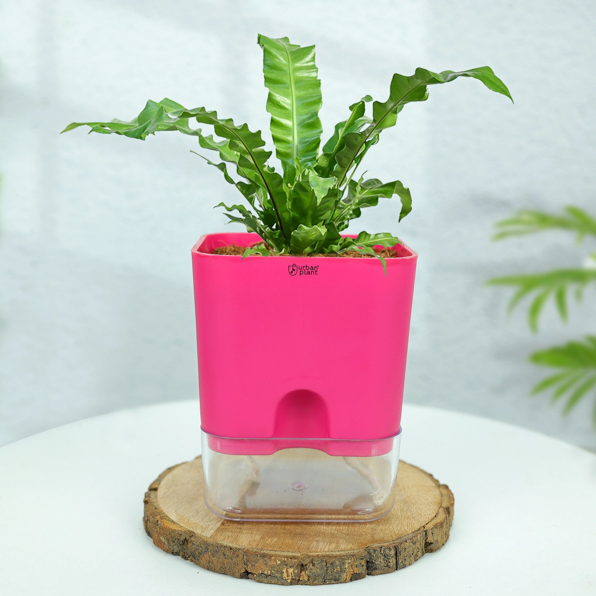 Self-Watering Pot - 5" Plastic Pot Urban Plant
