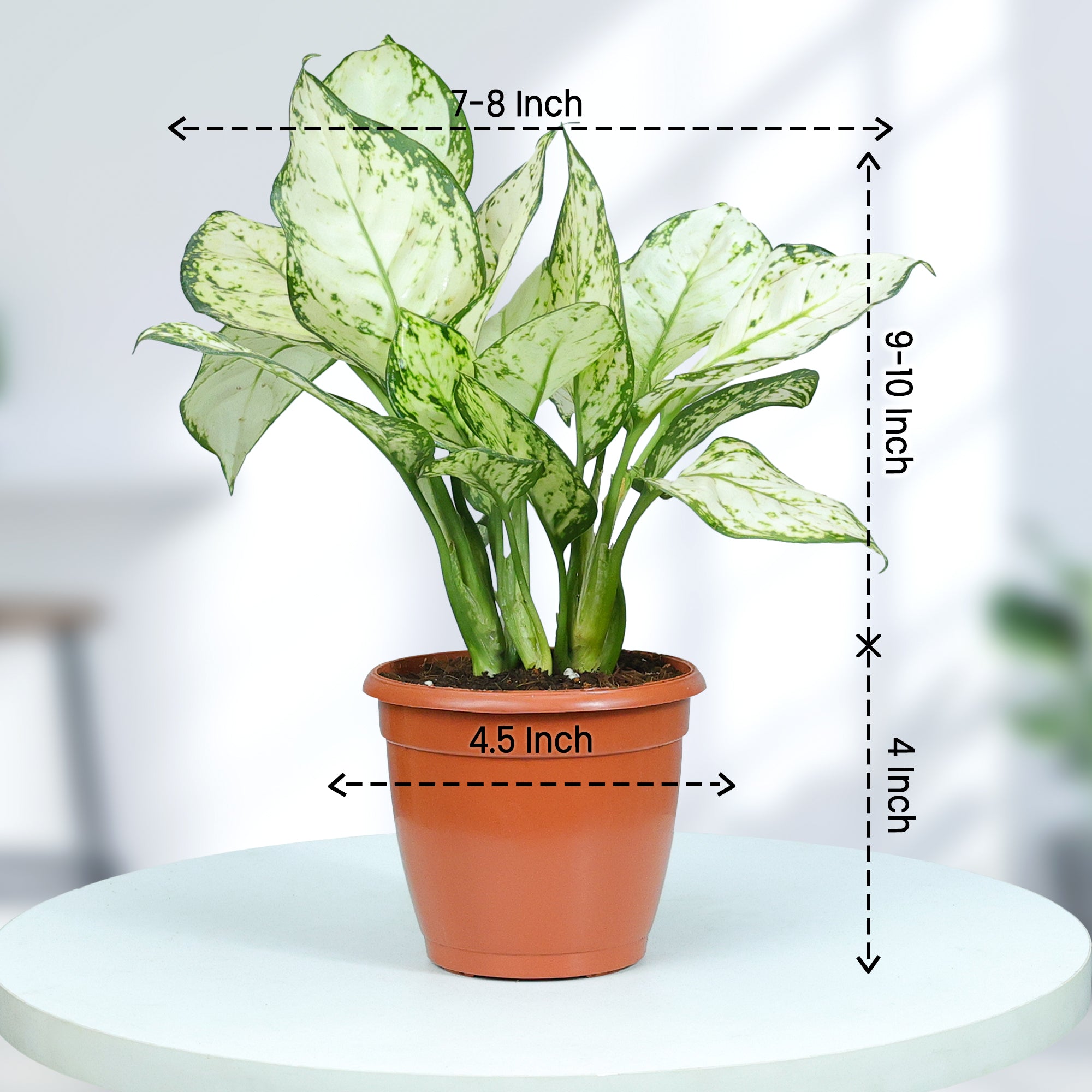 Snow White Aglaonema Plant size