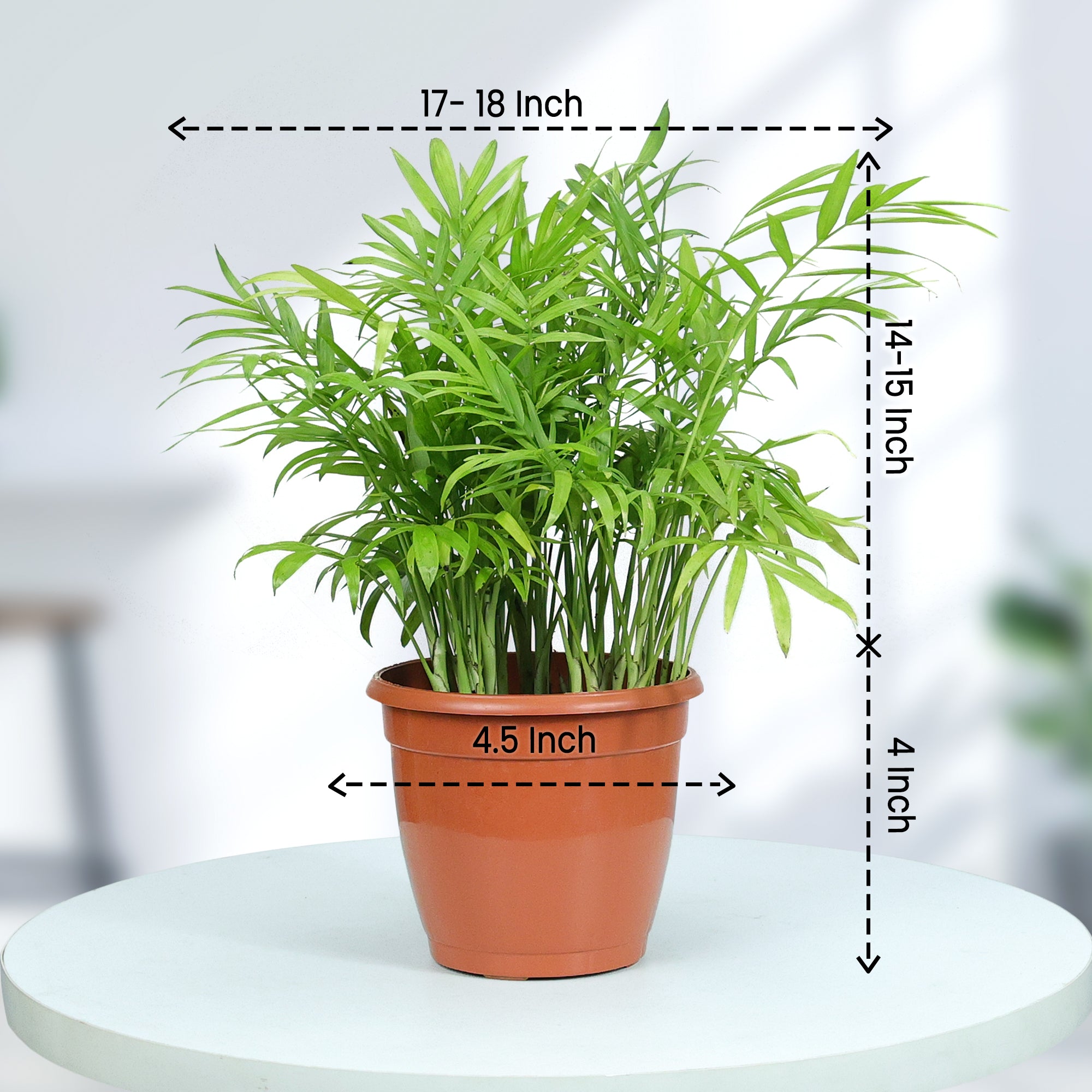 Bamboo Palm Plant in Grower Pot size
