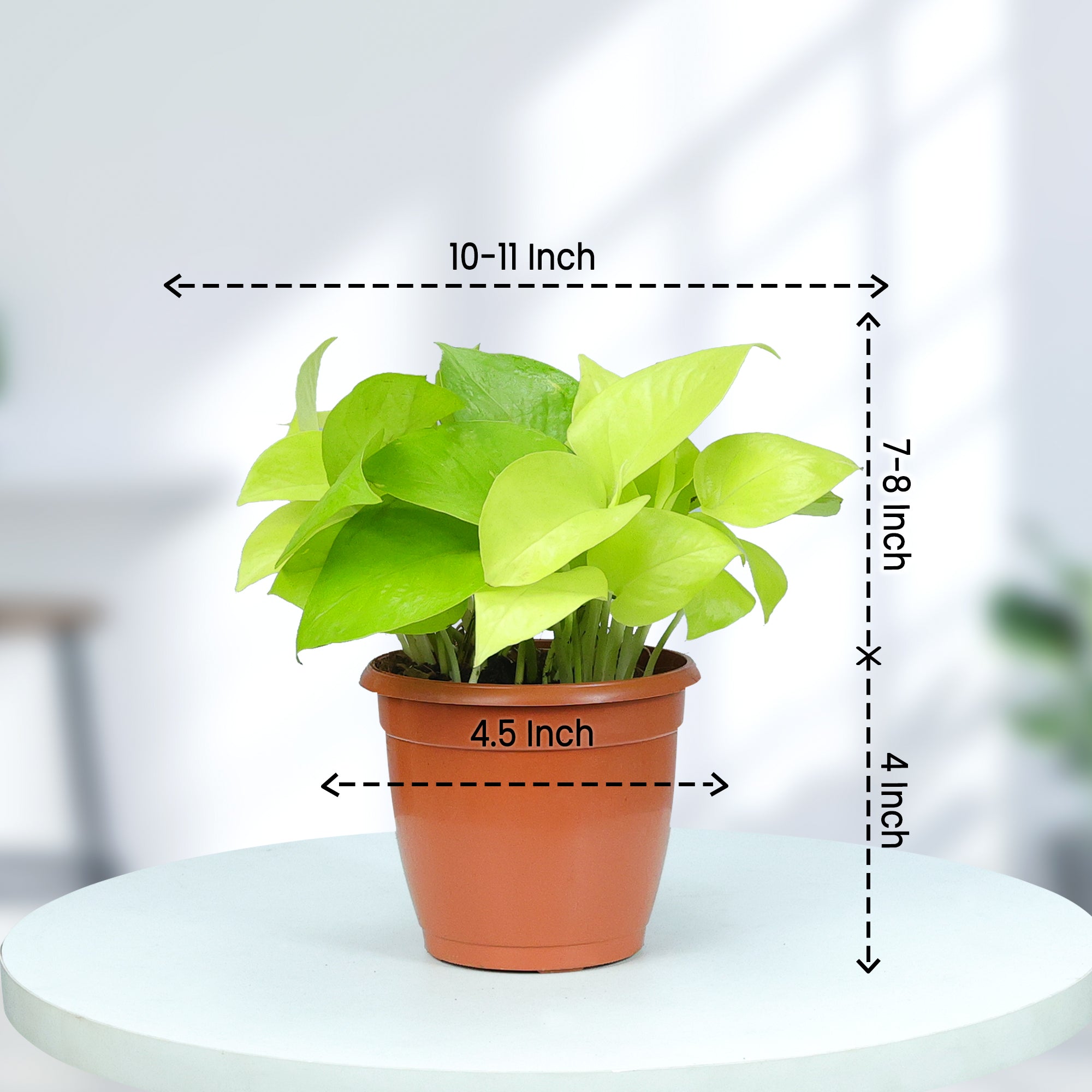 Golden Money Plant in Grower Pot size