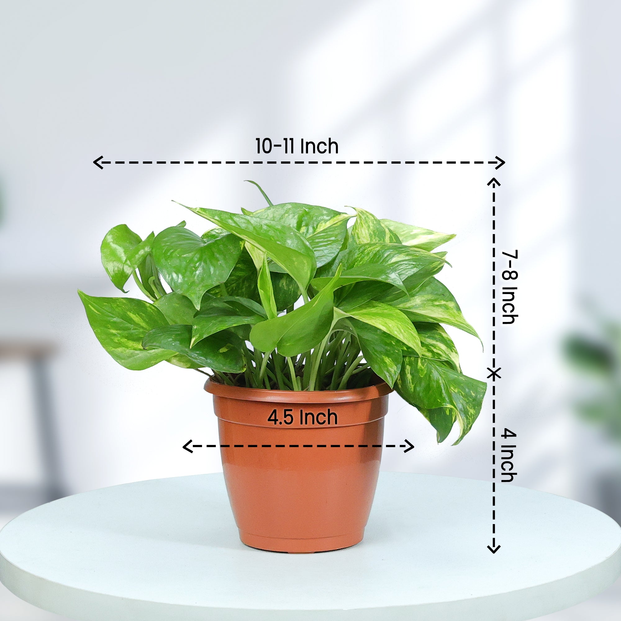 Green Money Plant in Grower Pot size