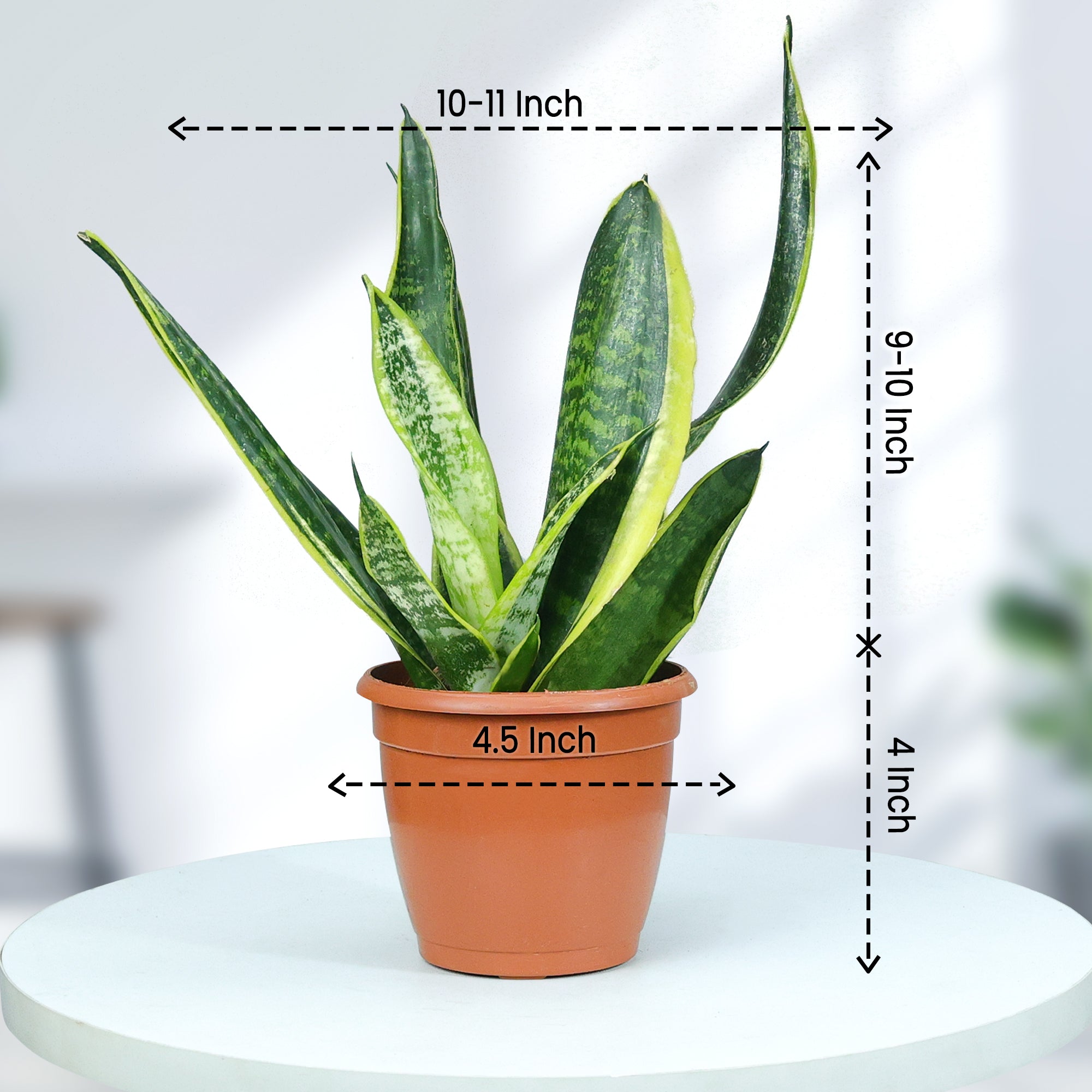 Snake Plant in Grower Pot size