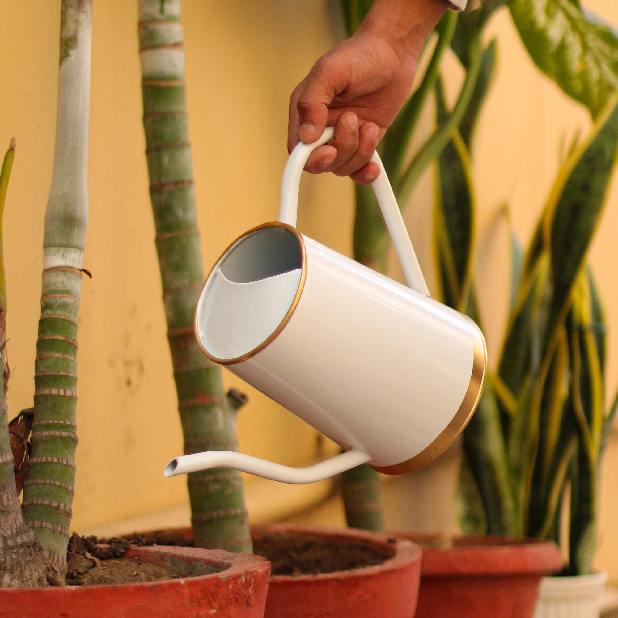 Urban Plant Metal Watering Can for Indoor & Outdoor Use | Best for Home Gardening | Terrace Garden Accessories | Watering Can with Long Spout - 1.5ltr Gardening Accessories Urban Plant White 