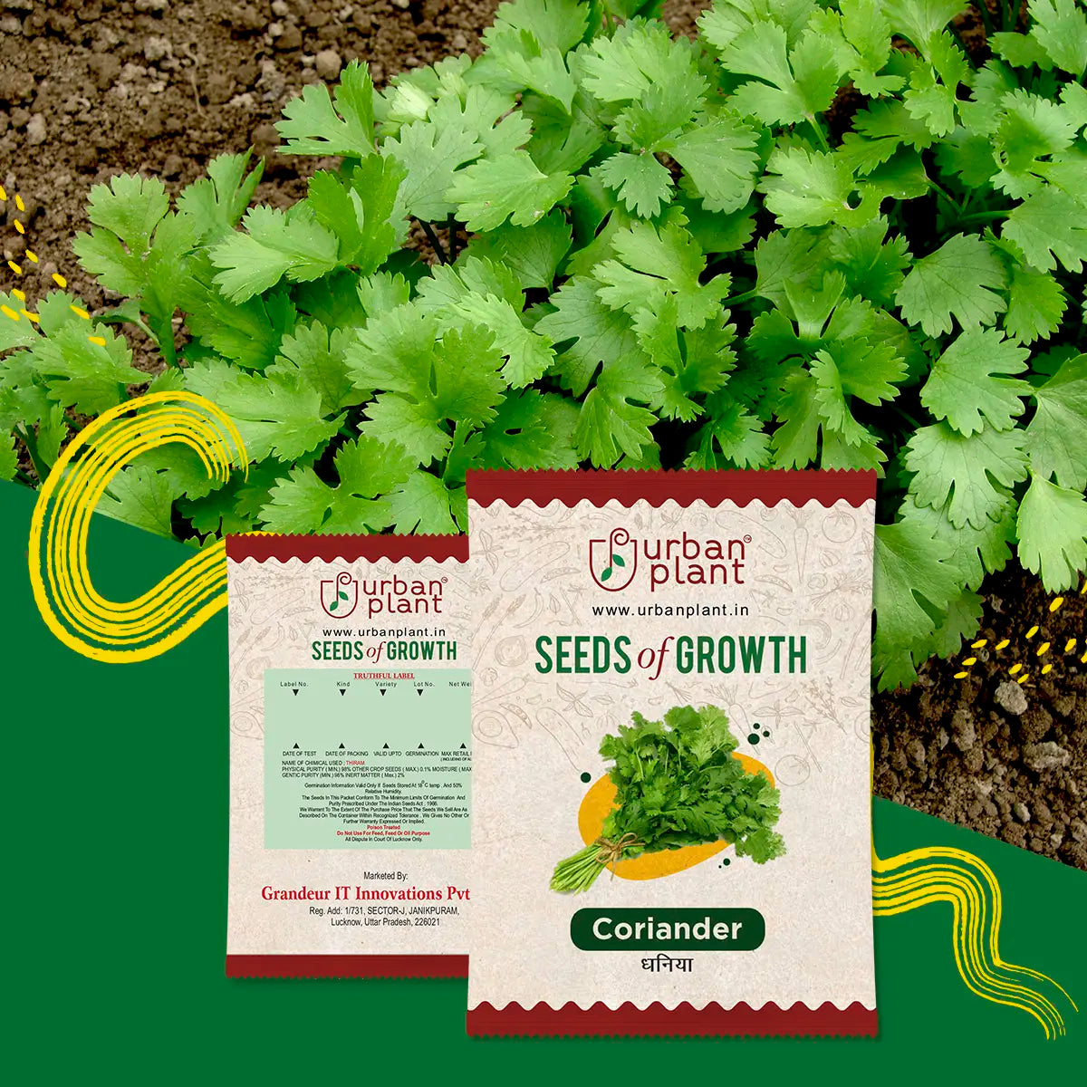Coriander Seeds Urban Plant
