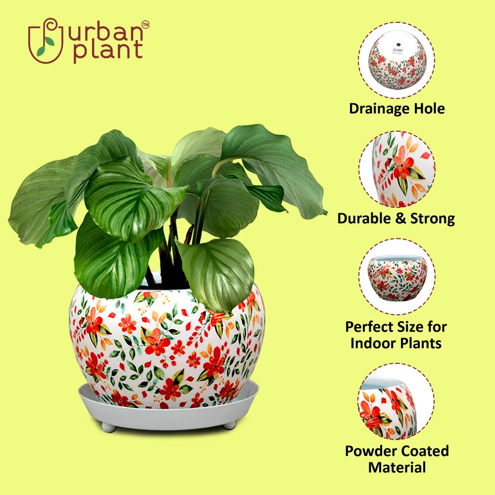 Round Designer Floral Metal Planter/Pot with Water Saucer Metal Planter Urban Plant