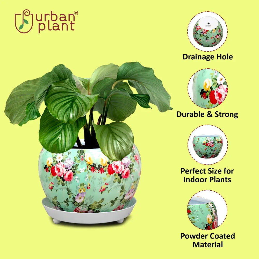 Round Designer Floral Metal Planter/Pot with Water Saucer Metal Planter Urban Plant