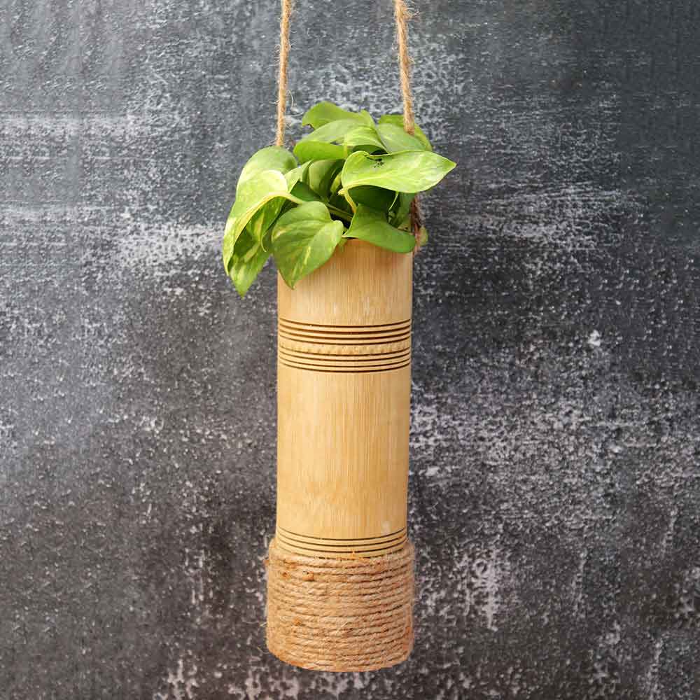 hanging bamboo plant Buy Hanging Bamboo Planters for Indoor and Home Gardens