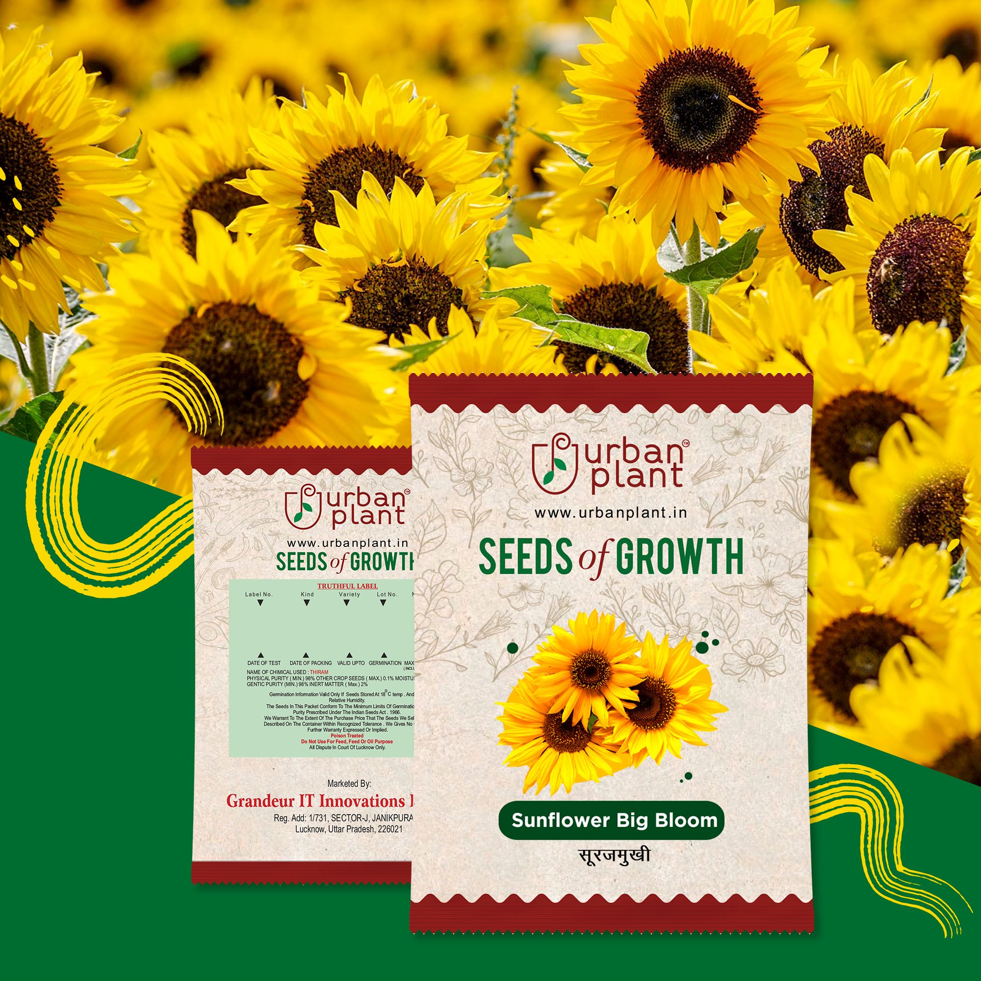 Sunflower Big Bloom Flower Seeds Urban Plant