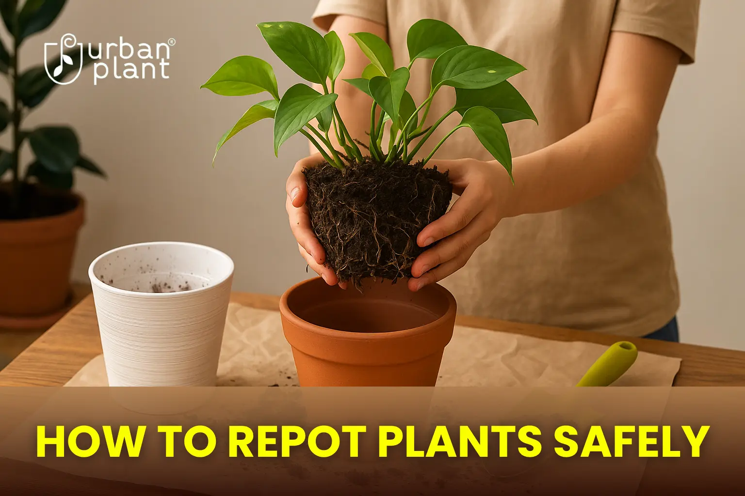 Save Your Plant’s Life: How to Repot Indoor Plants Without Damaging Roots