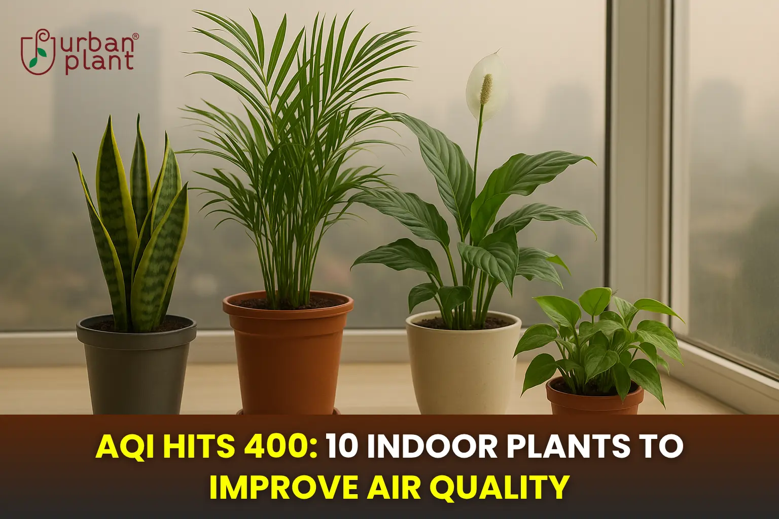 Struggling With Delhi-Level Smog? These Indian Plants Purify Indoor Air Naturally