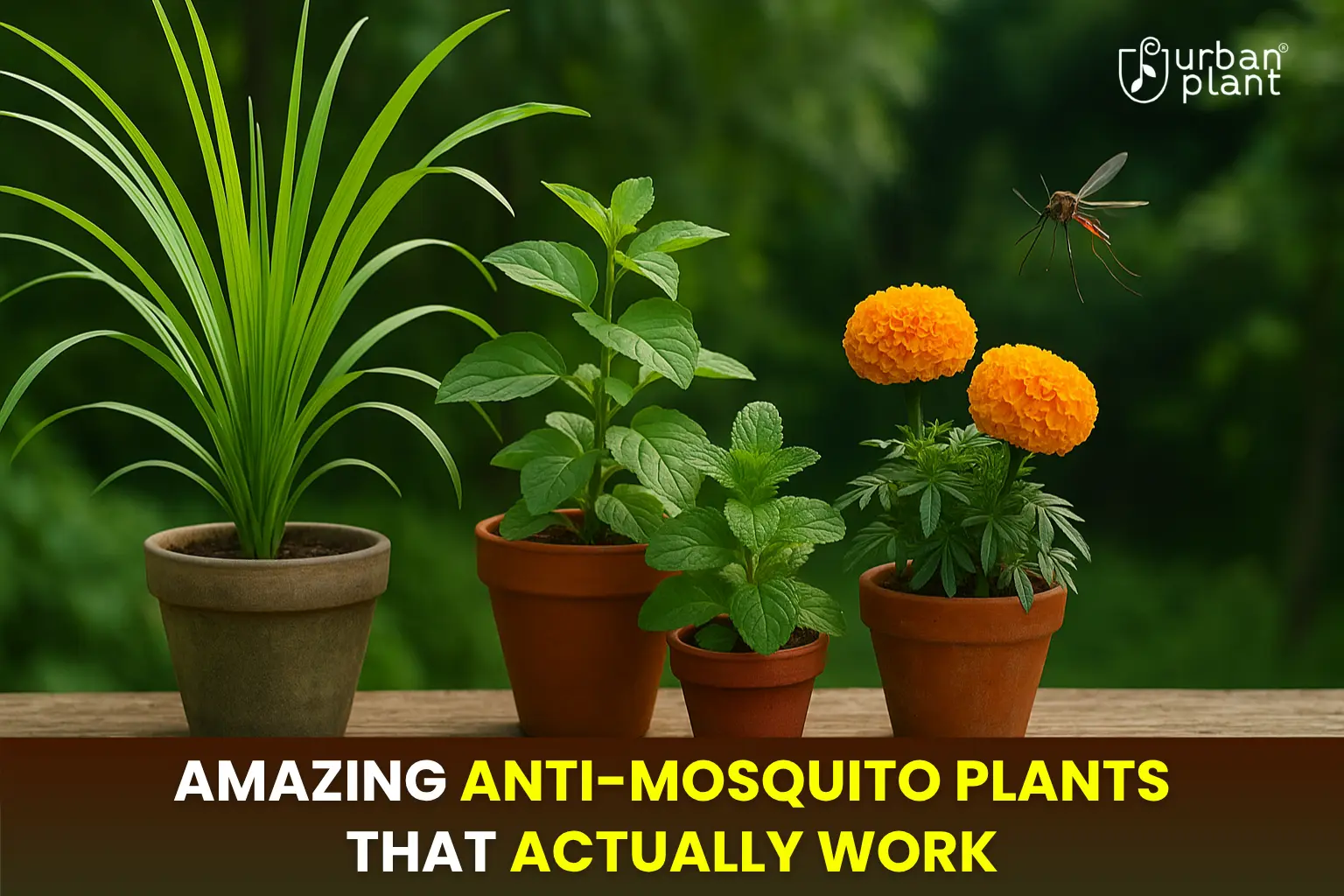Top 11 Most Effective Plants to Repel Mosquitoes Naturally