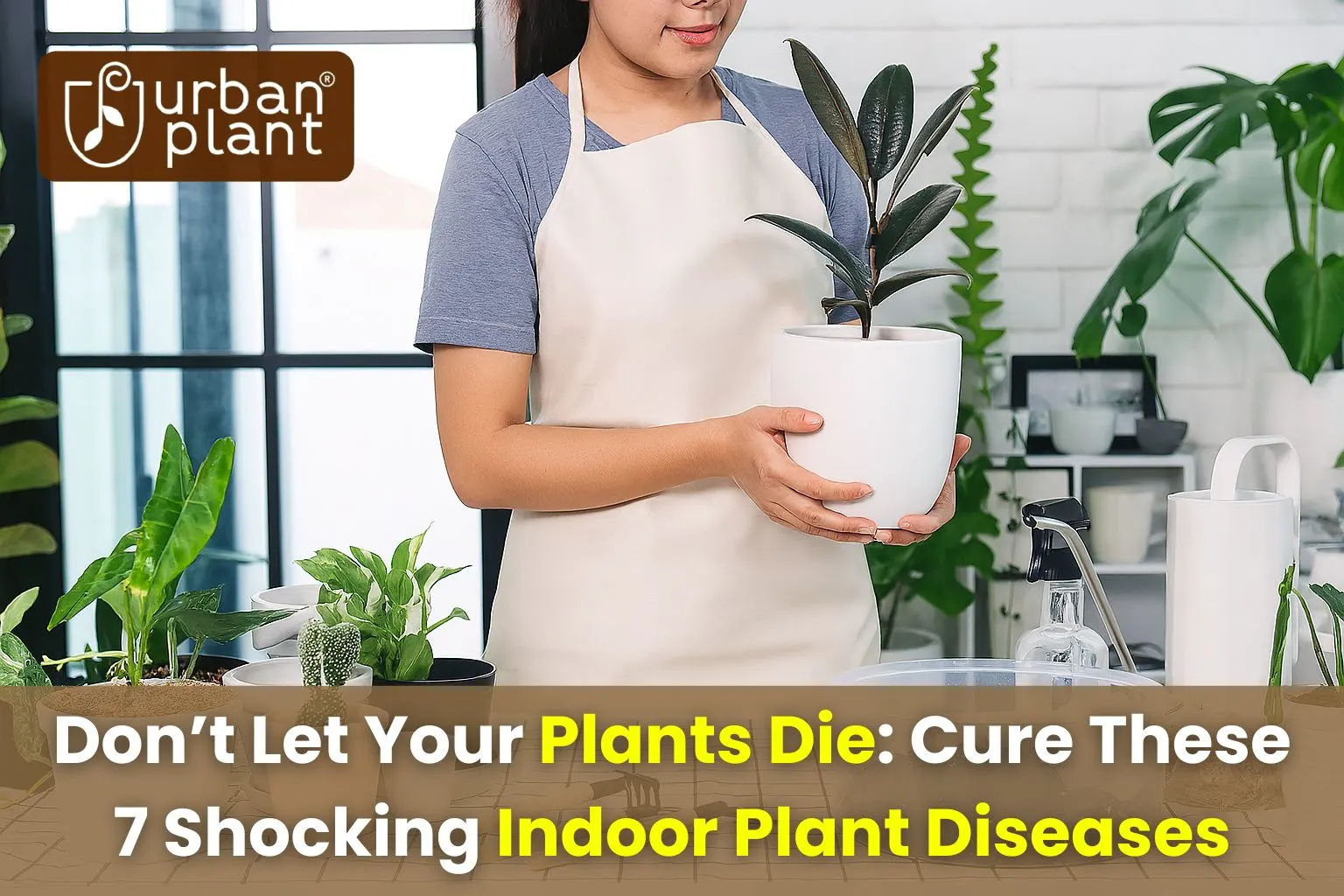 15 Most Common Indoor Plant Diseases And How To Care Them