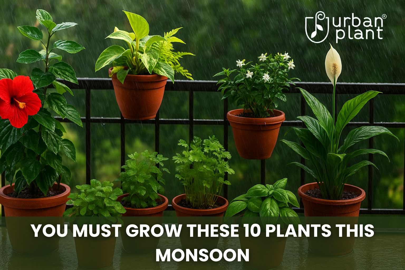 Monsoon Plants, Fruits and Vegetables to Grow in india