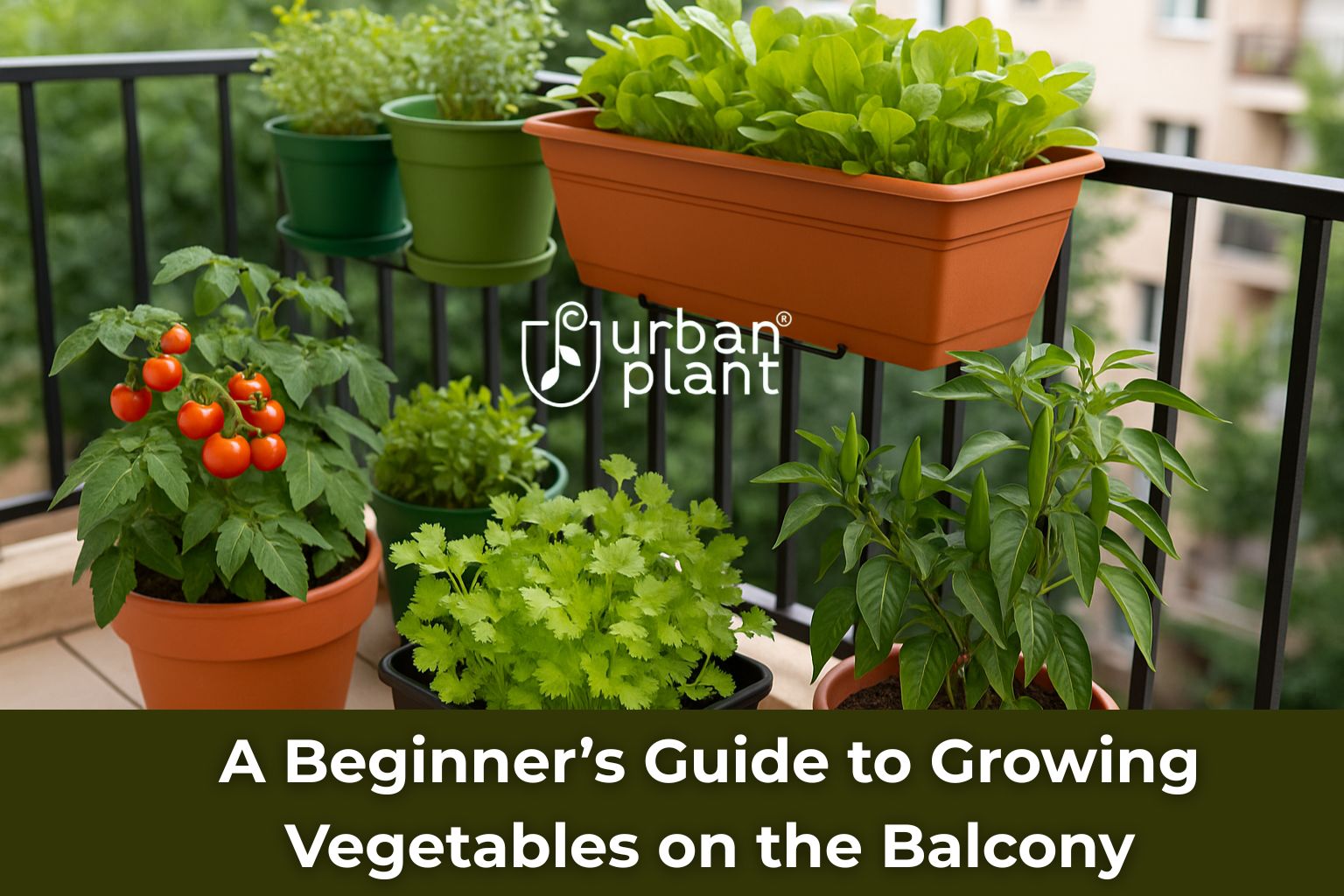 A vibrant balcony garden in a small urban apartment showing cherry tomatoes, green chilies, coriander, and leafy greens thriving in containers — perfect visual for balcony garden ideas for beginners in small apartments.