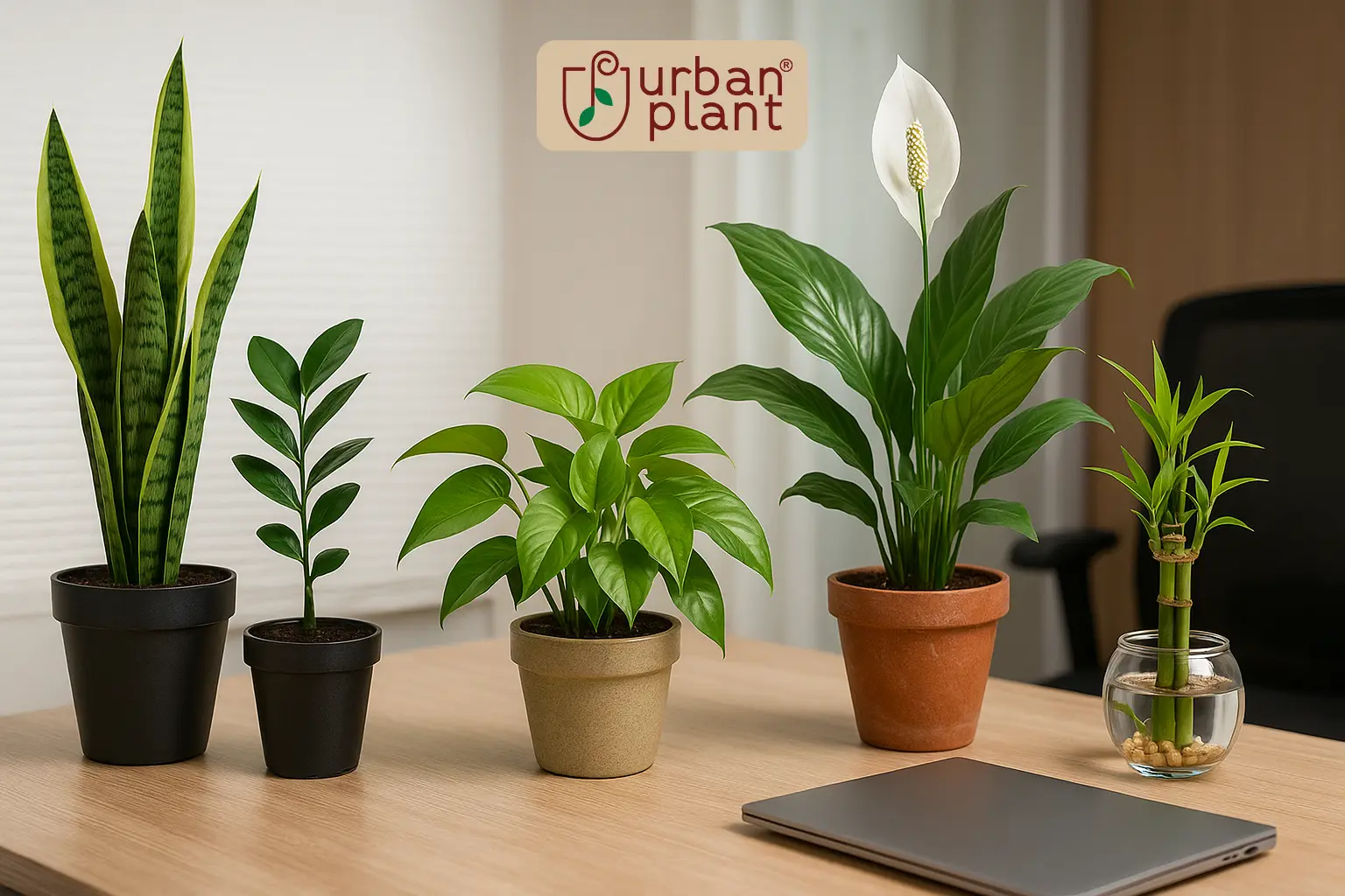 11 Best Desk Plants to Boost Productivity and Reduce Stress Instantly