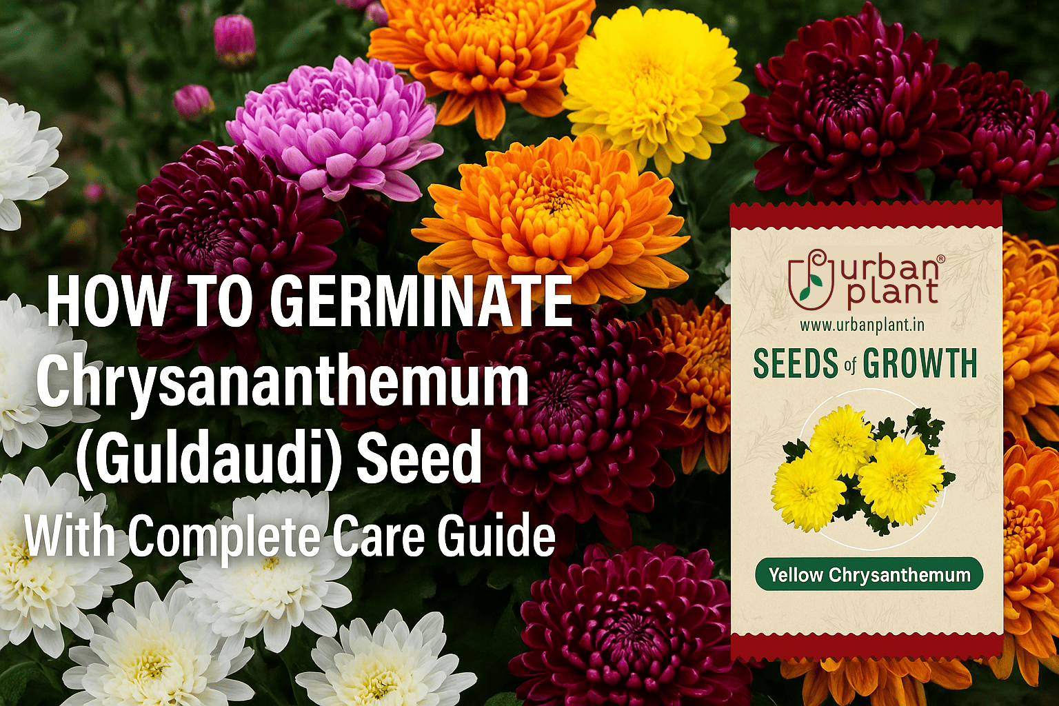 Chrysanthemum Care in Pots: Dos and Don'ts | Gardening Tips