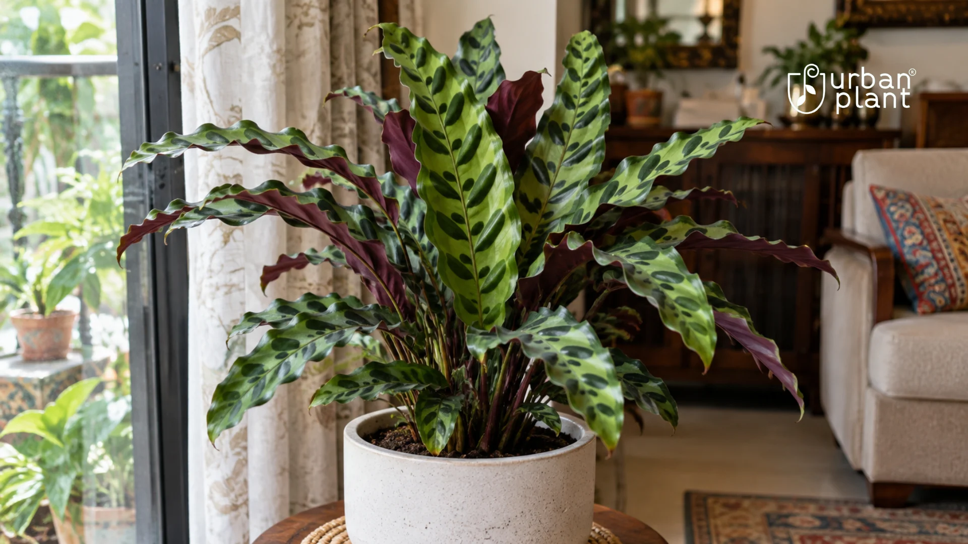 Rattlesnake Plant Care: What Your Leaves Are Telling You