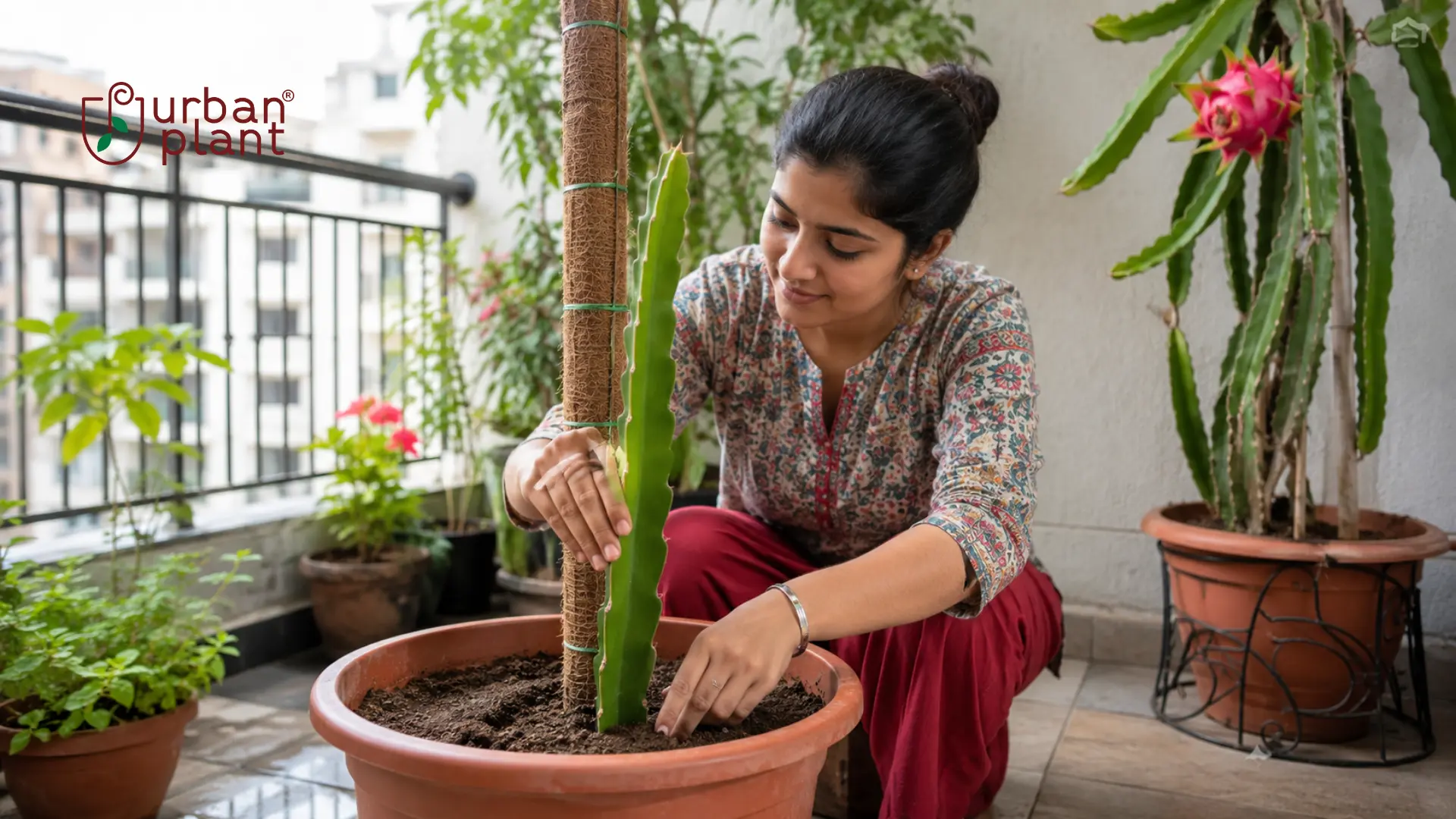 Grow Dragon Fruit from Cuttings at Home: The Foolproof Pot Method