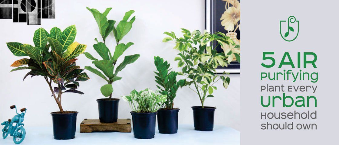 5 Air Purifying Plants Every Urban Household Should Own