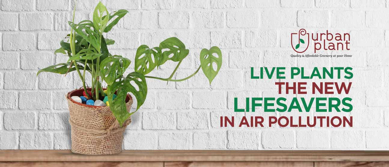 Live Plant: The New Lifesavers in Air Pollution