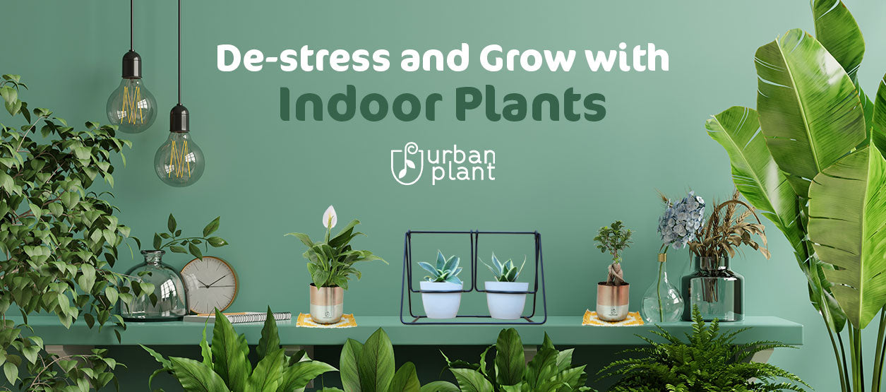 De-stress and Grow with Indoor Plants