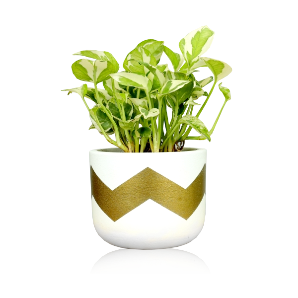 Plants