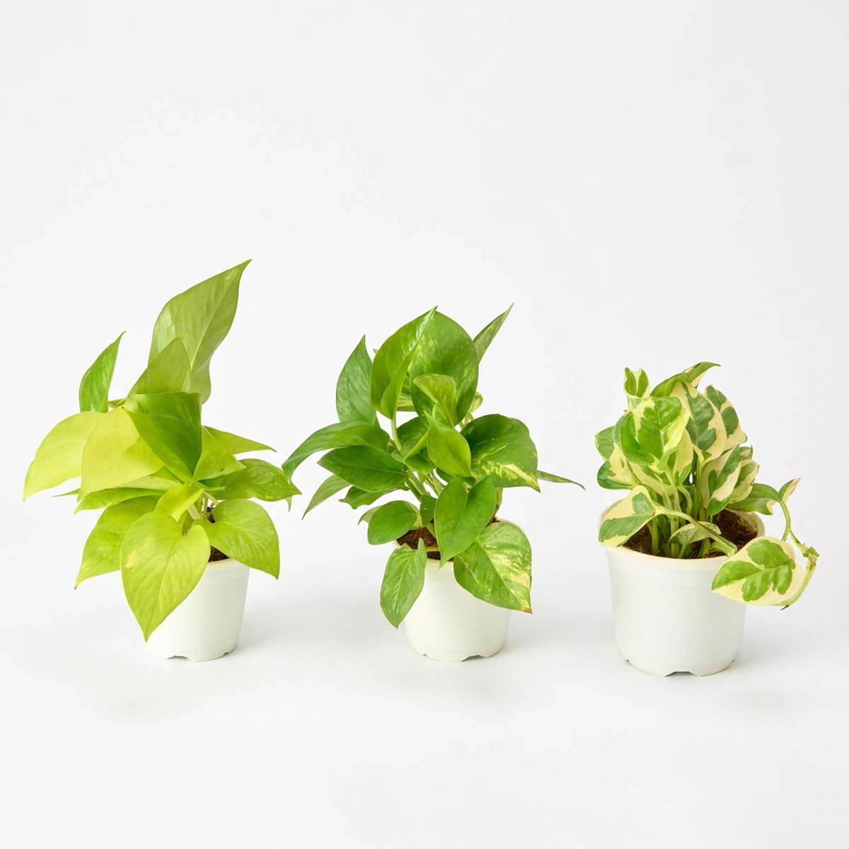 Lucky Money Plant Trio – Neon, Classic and N'Joy pothos in grower pots | Urban Plant