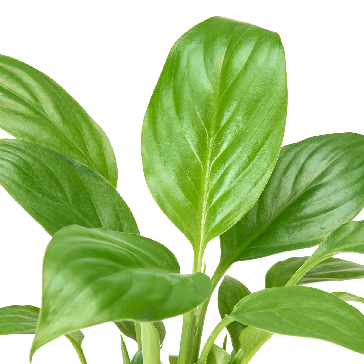 Peace Lily Little Angel (Spathiphyllum) – Live Flowering Indoor Urban Plant