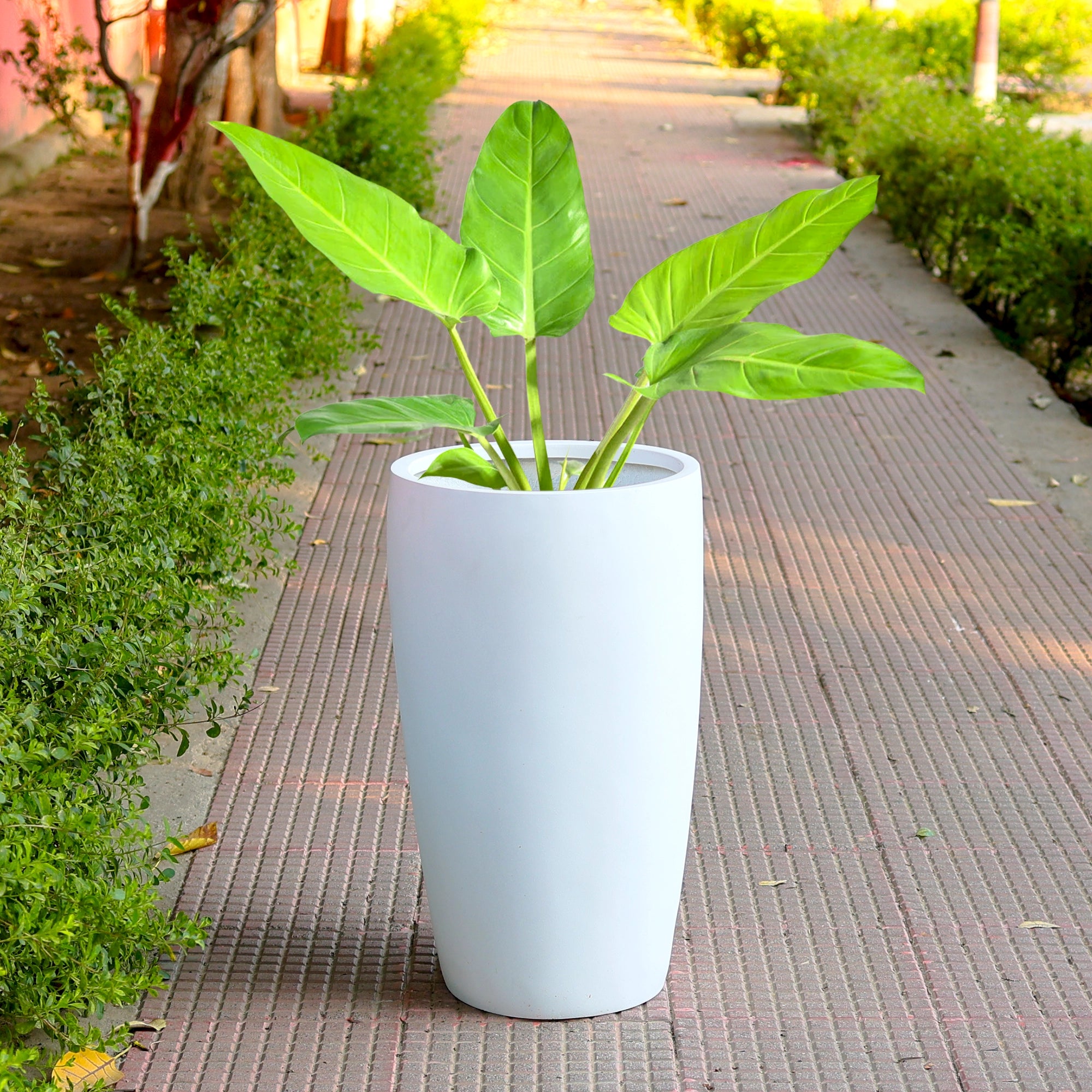 APEX Planter – T24 (5 Years Warranty)