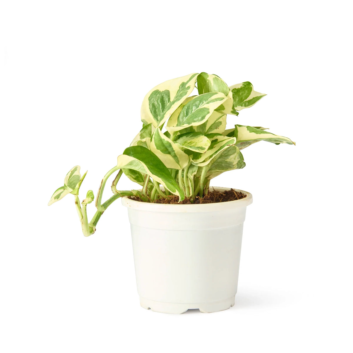 N'Joy white variegated pothos in grower pot – Lucky Money Plant Trio