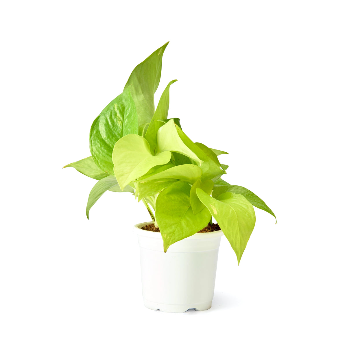 Golden Money Plant (Neon Pothos) – Live Indoor Plant | Urban Plant