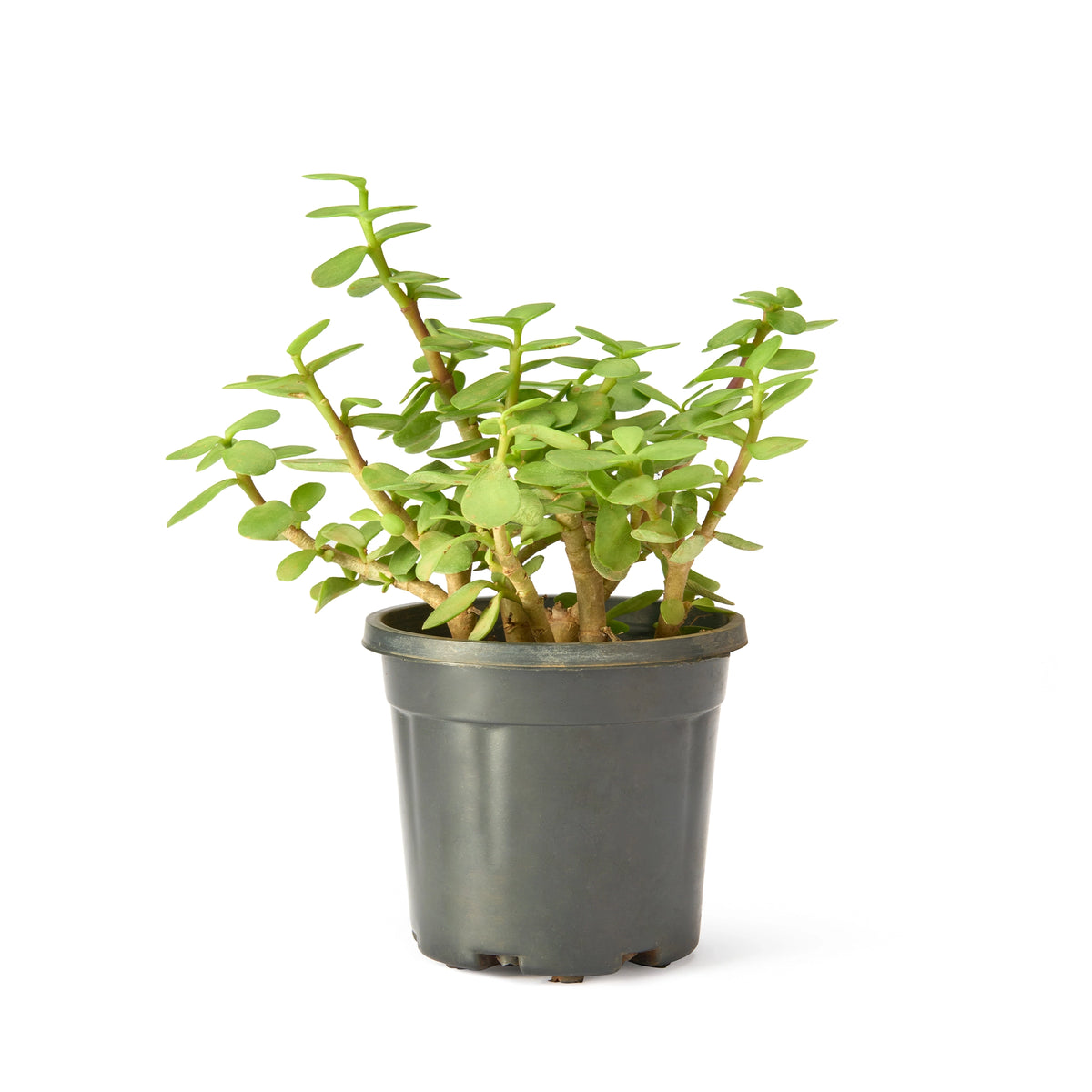 Aglaonema Super White – Live Flowering Indoor Plant