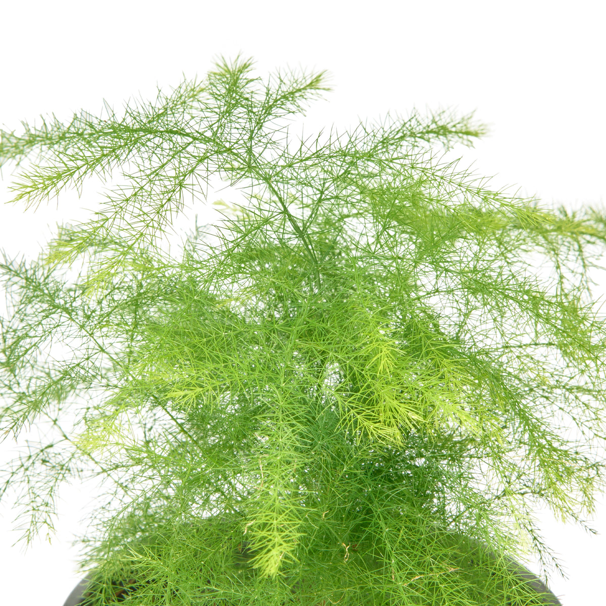 Asparagus Fern Plumosus – Live Indoor Plant